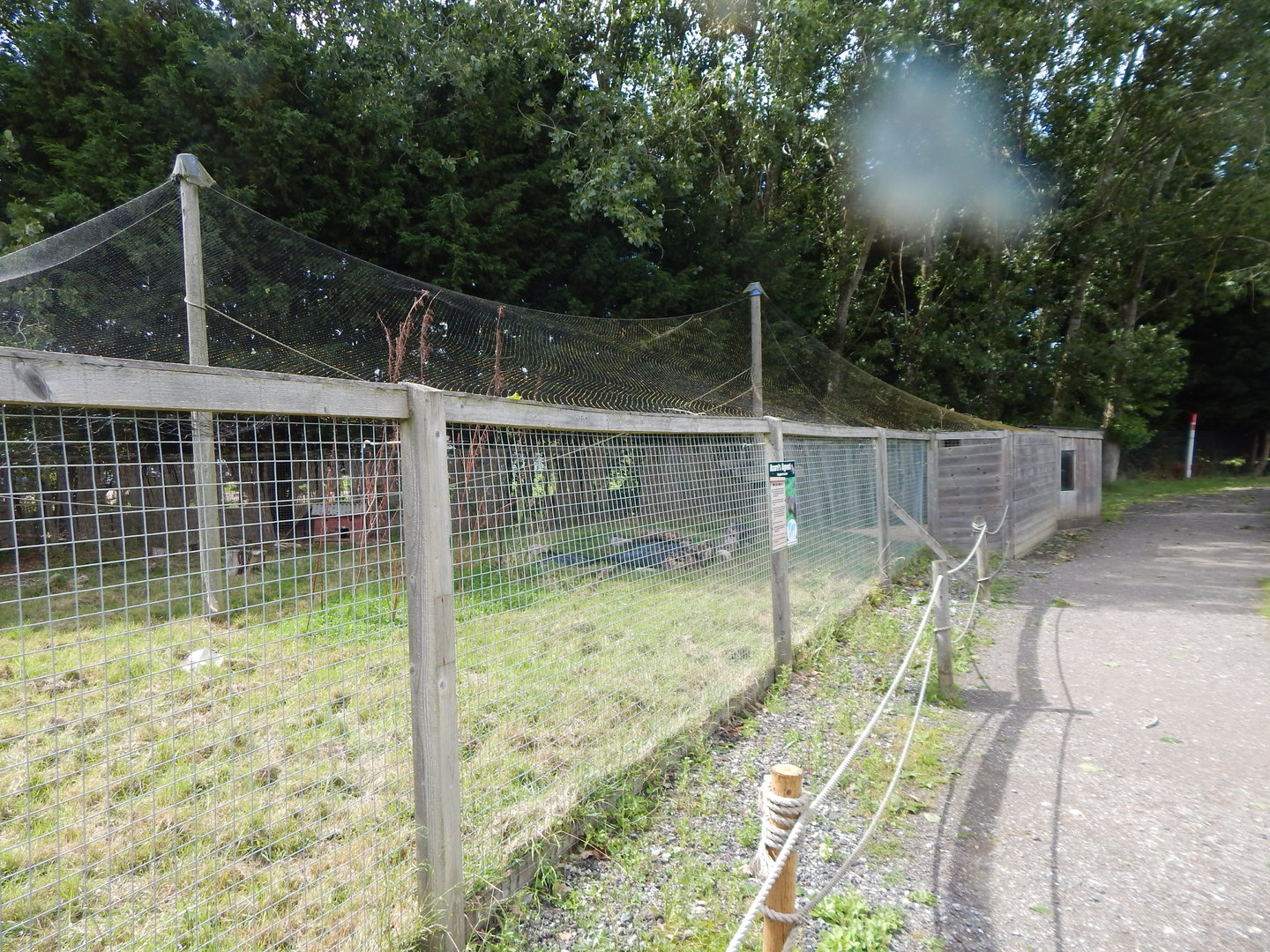Azara's agouti enclosure 150723