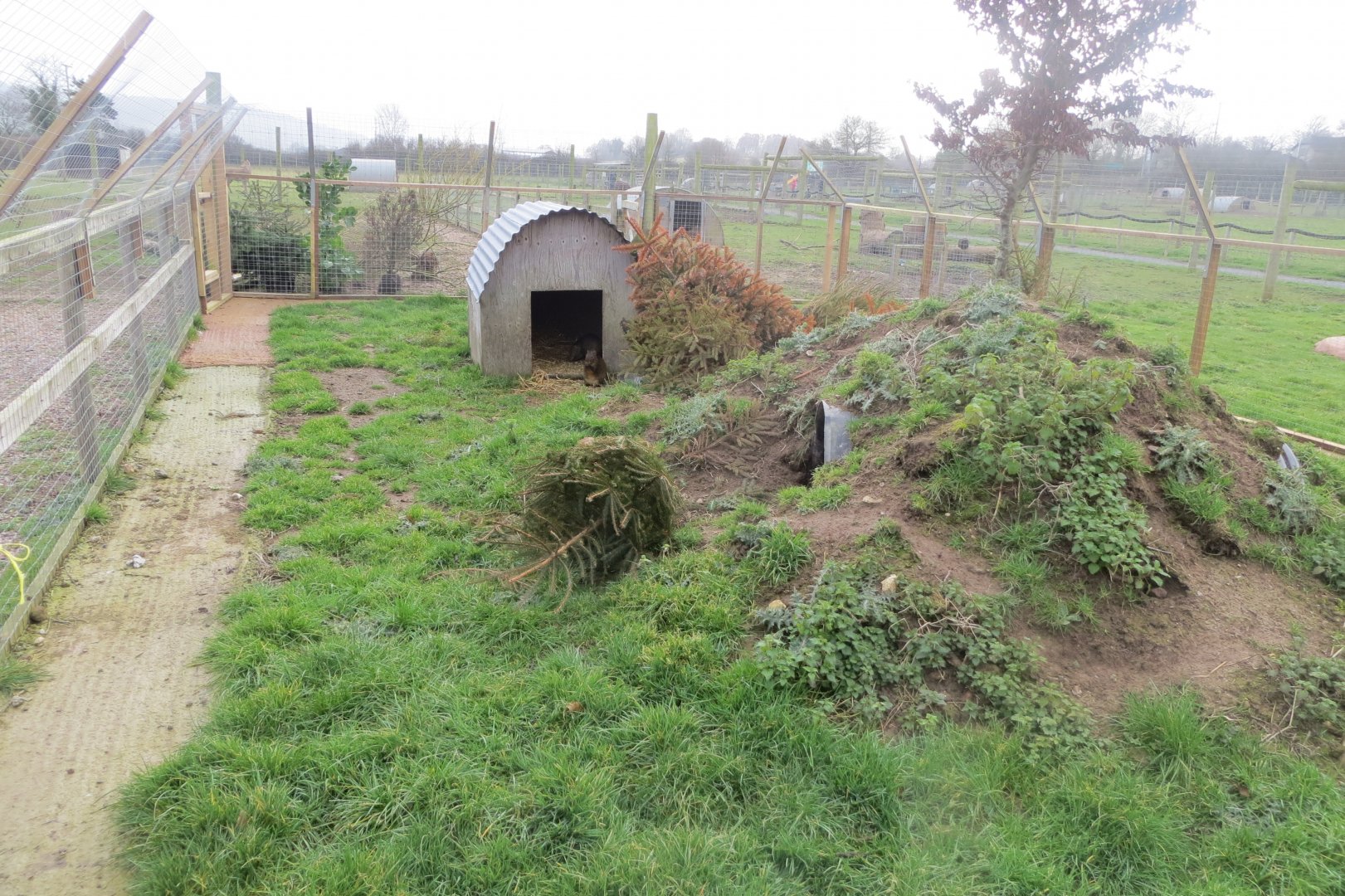 Azara's agouti enclosure 170219