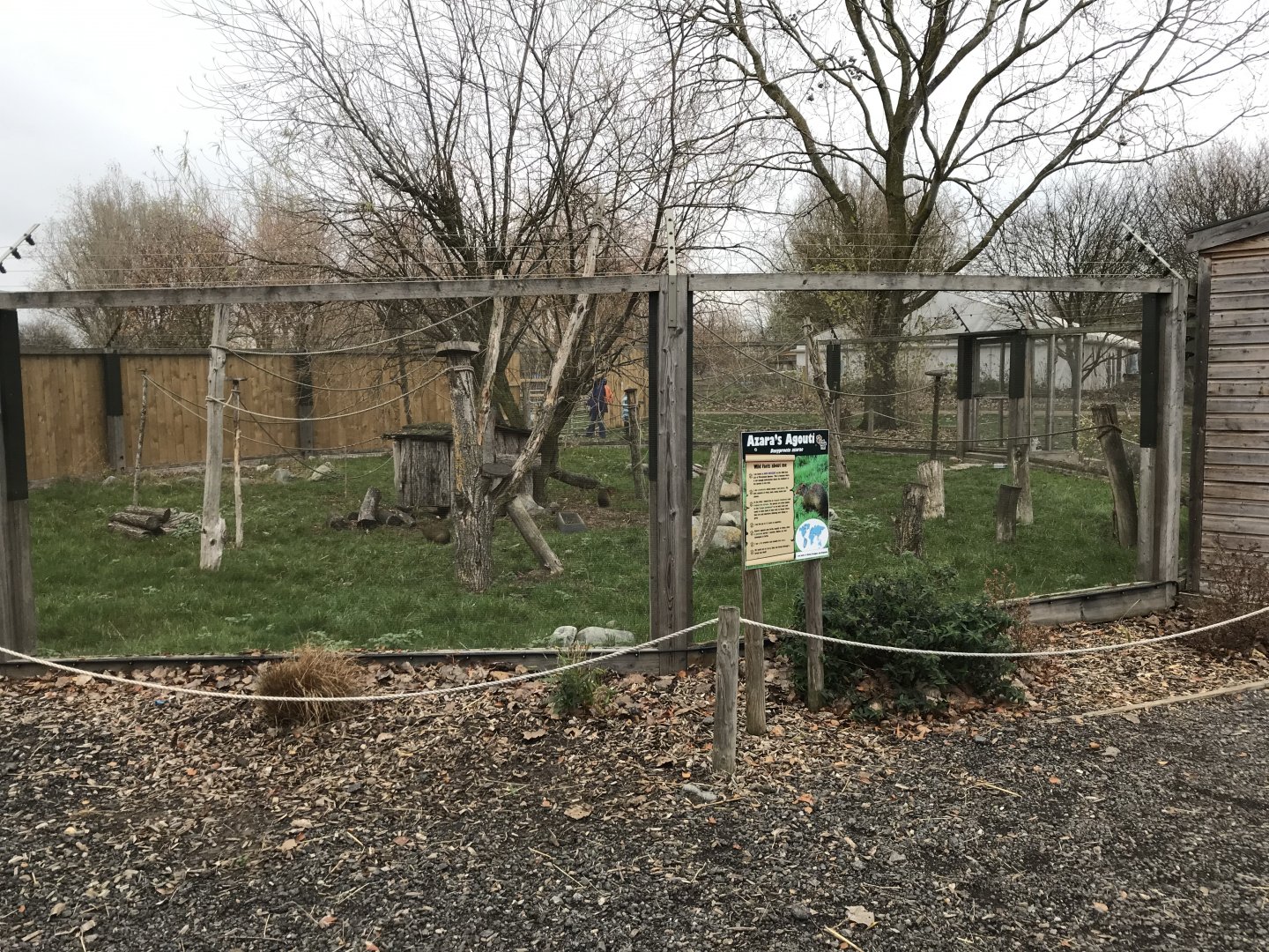 Azara's agouti enclosure 241118