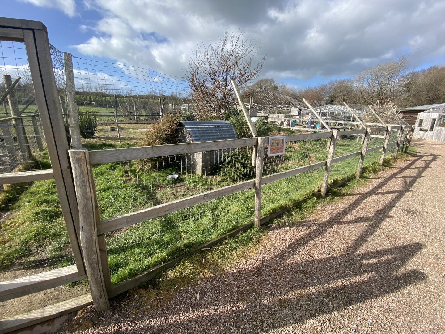 Azara's agouti enclosure 250222