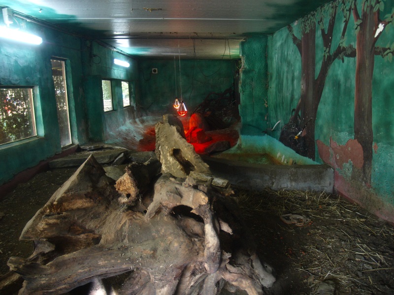 Azara's agouti enclosure (April 19th, 2015)