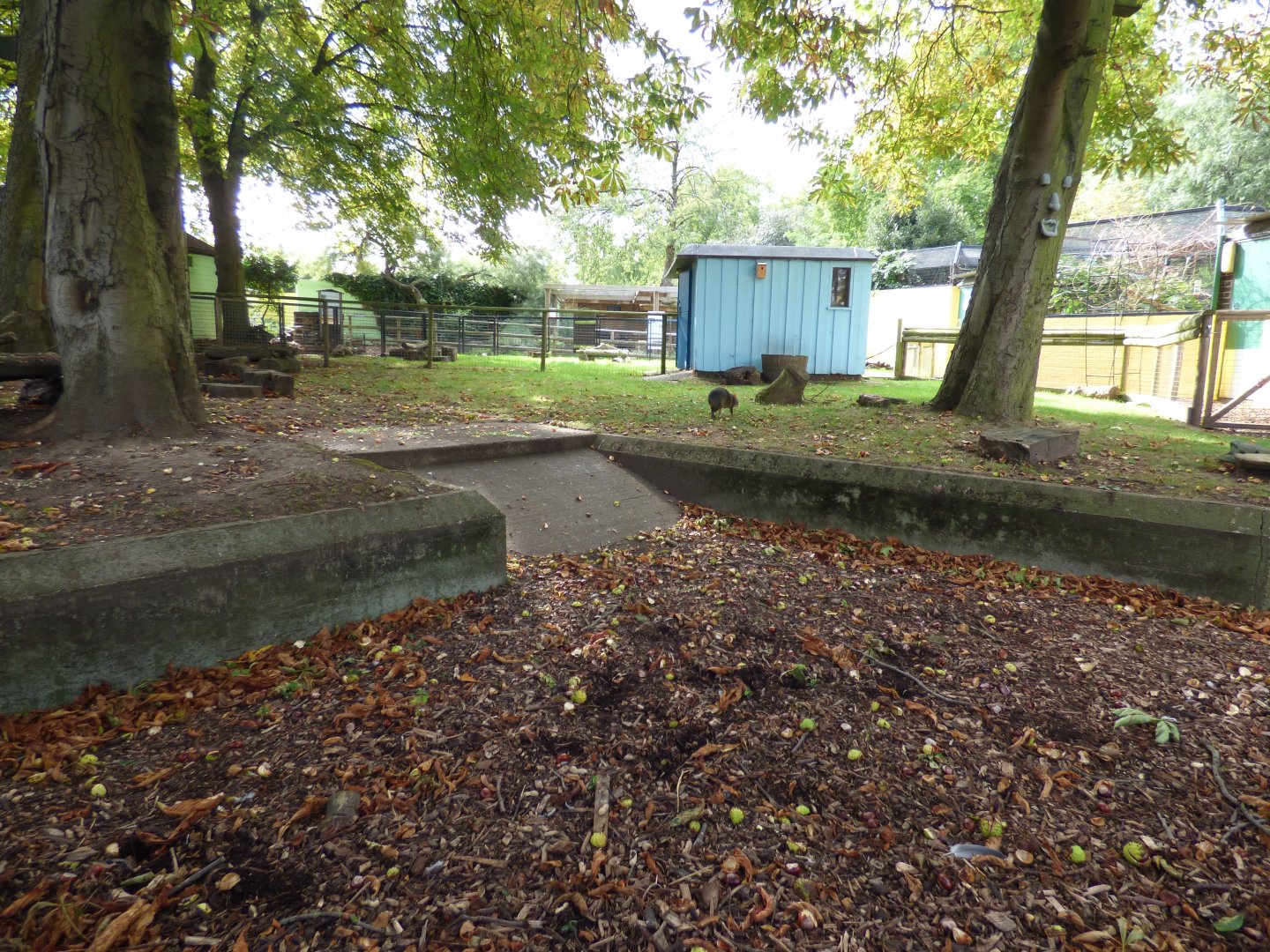 Azara's Agouti Enclosure