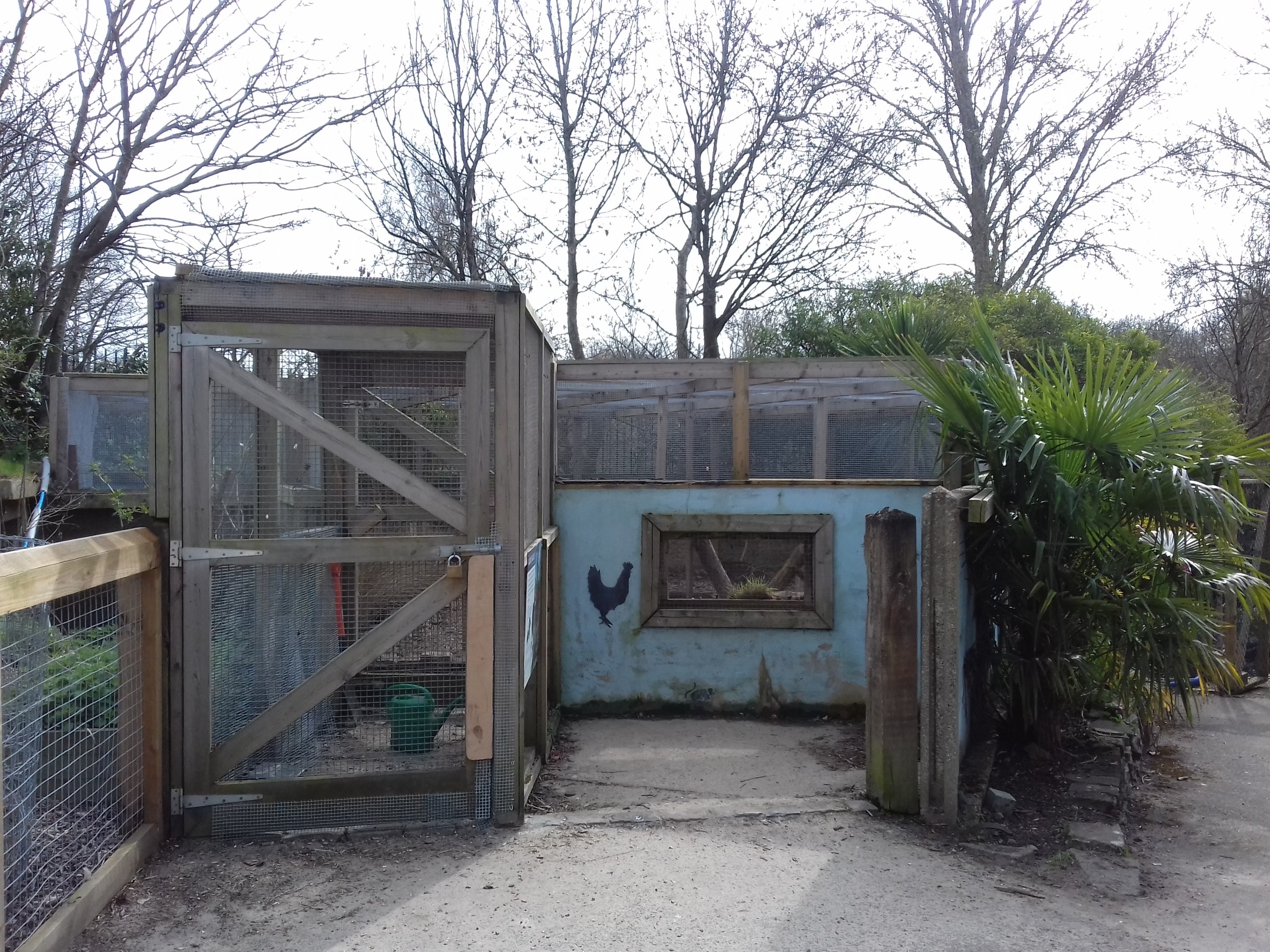 Azara's agouti enclosure