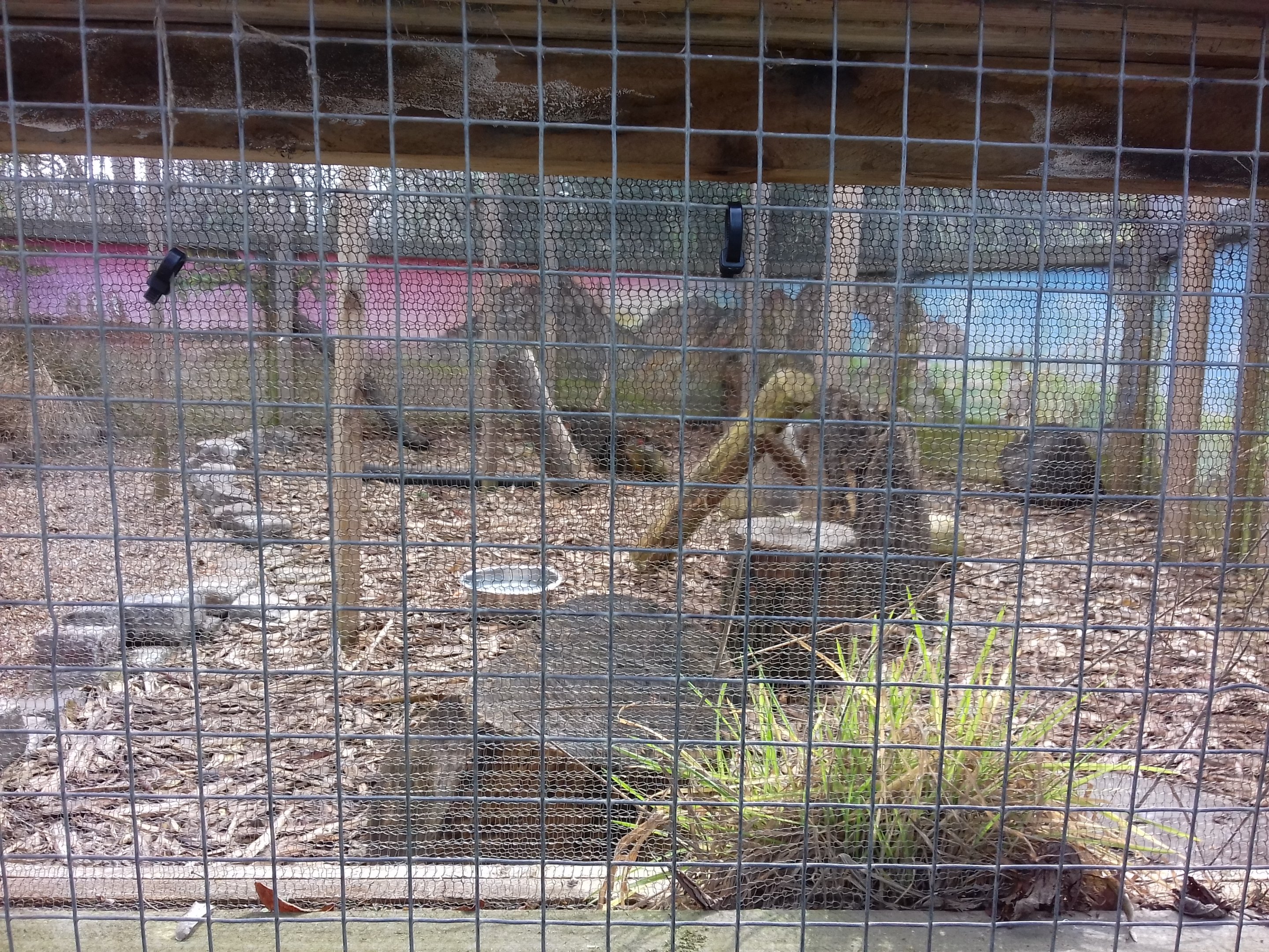 Azara's agouti enclosure
