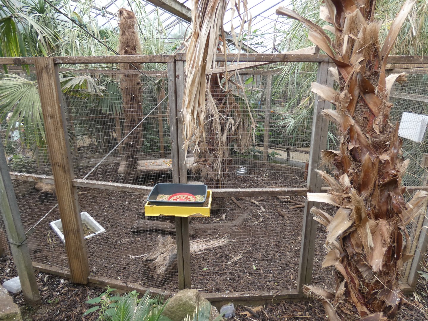 Azara's agouti enclosure