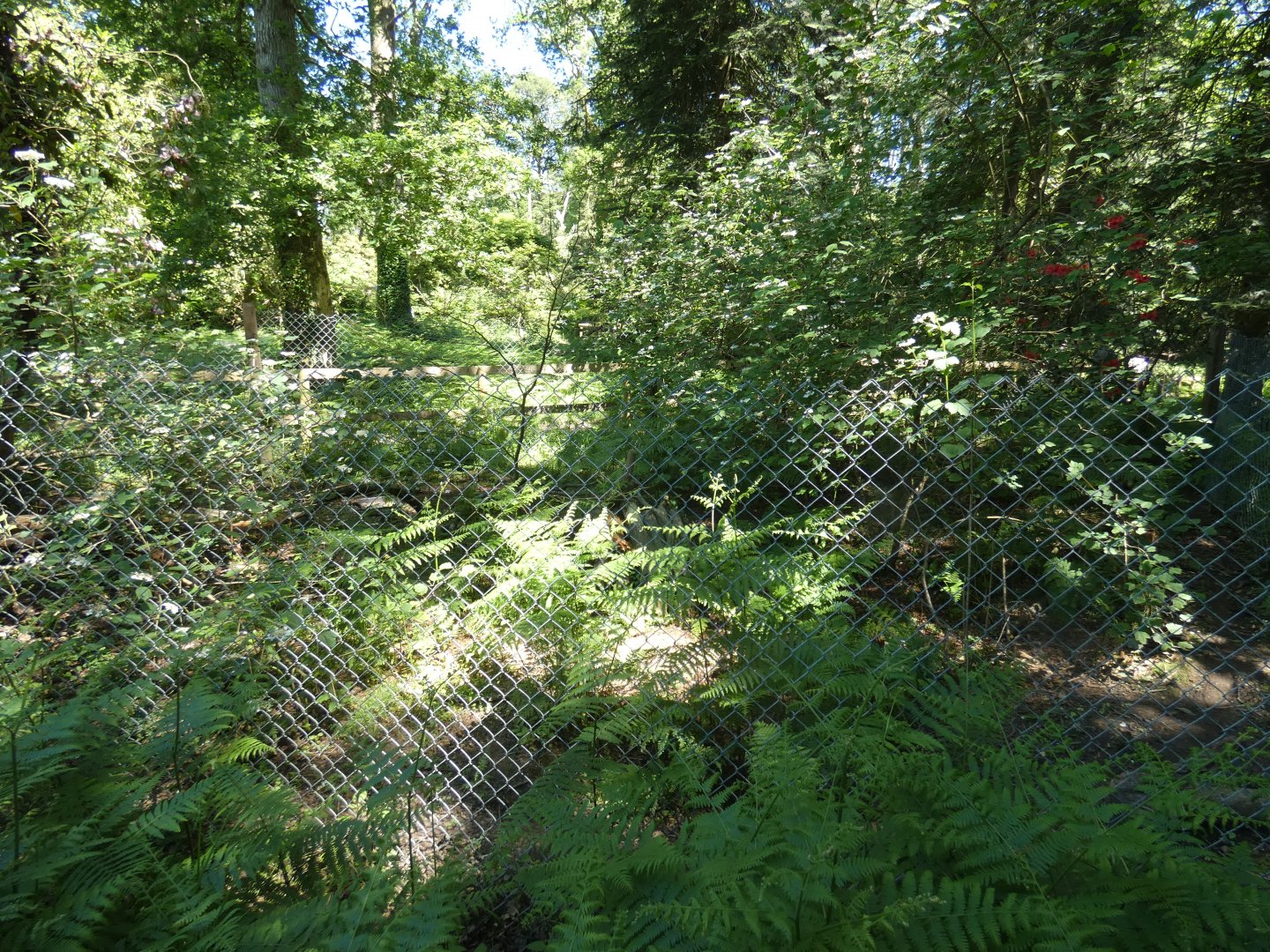 Azara's agouti enclosure