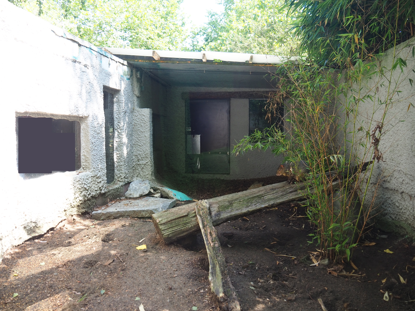 Azara's agouti exhibit, 2019-08-04