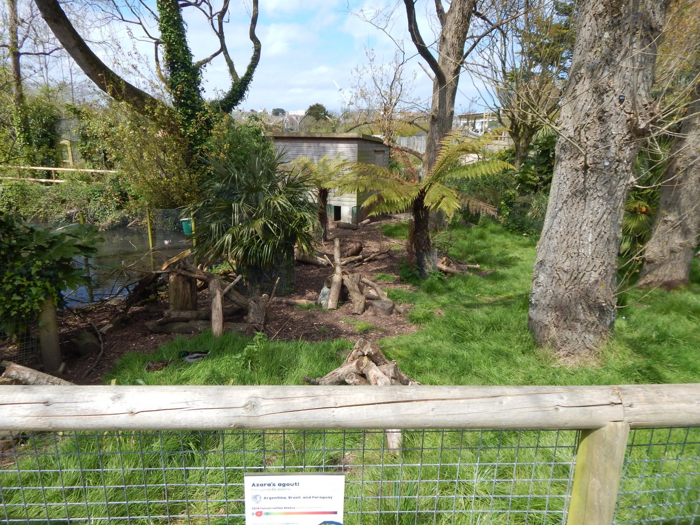 Azara's agouti exhibit 240424