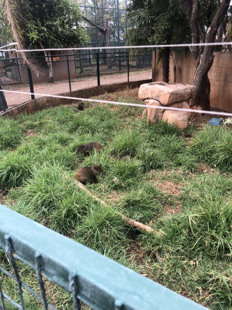 Azara's Agouti Exhibit