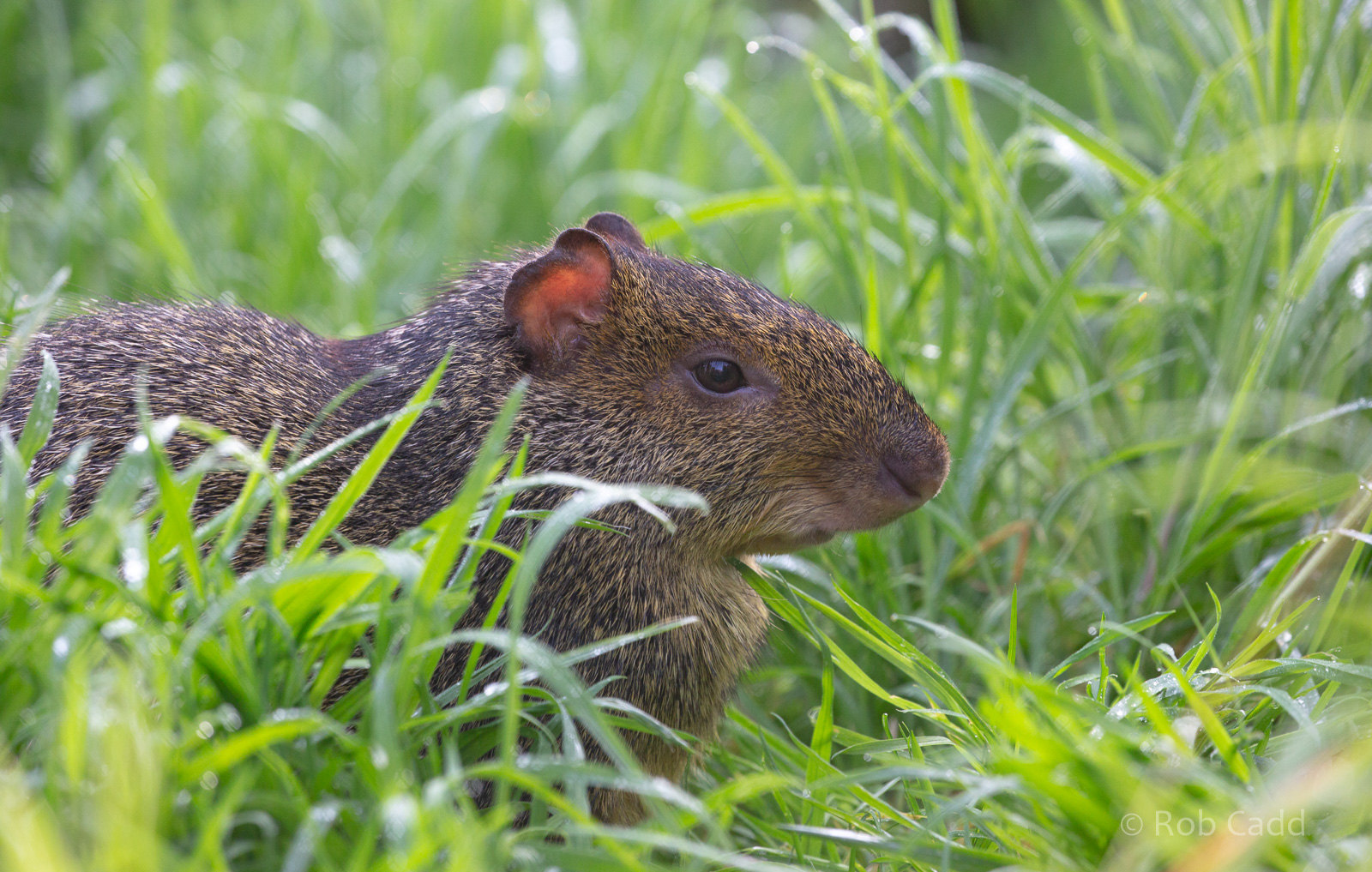 Azara's agouti : Exmoor Zoo : 16 Sep 2020