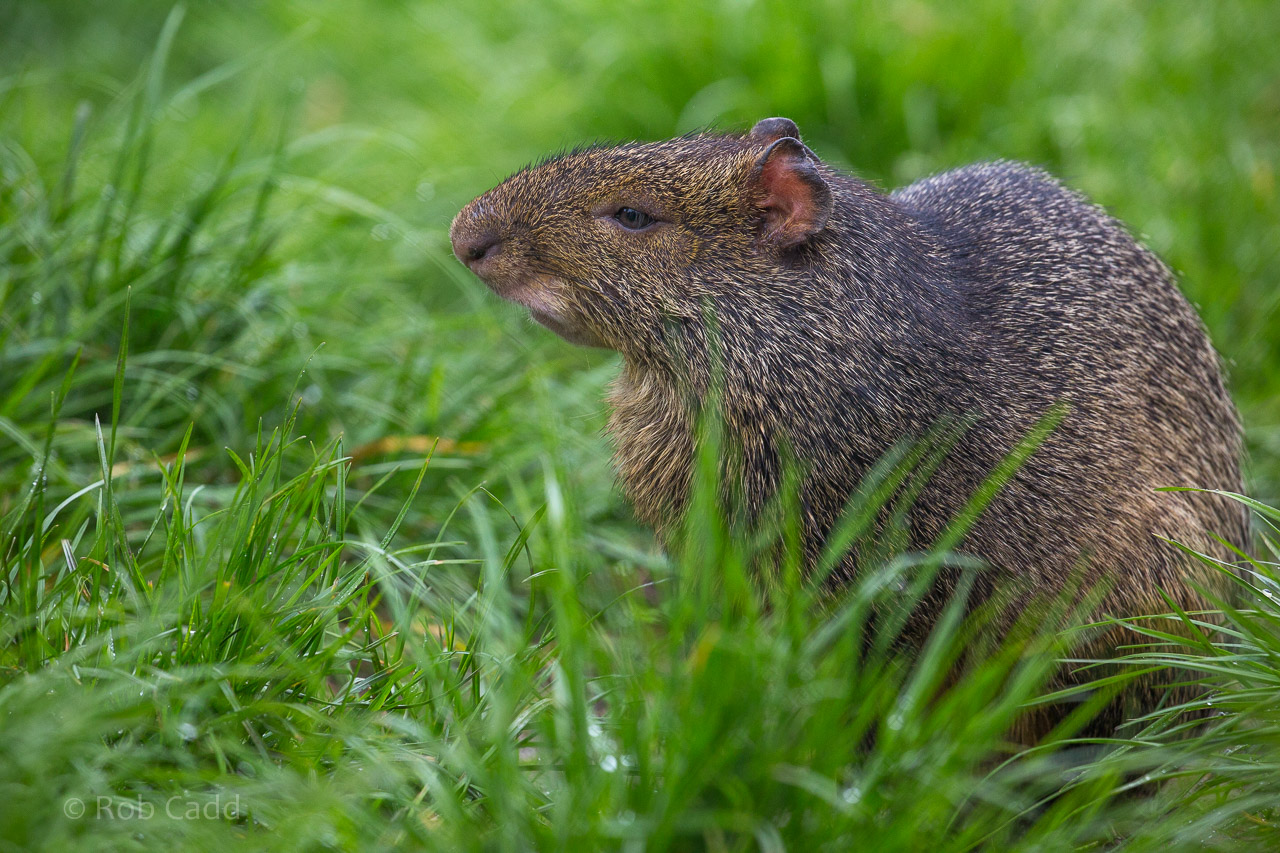 Azaras agouti : Exmoor Zoo : 22 May 2015