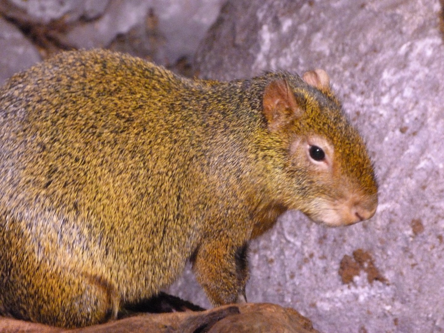 Azara’s agouti -Faunia (2025)