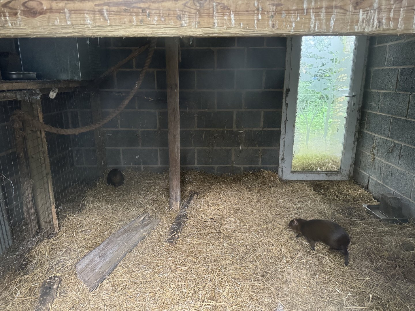 Azara's Agouti House at Bridlington Animal Park (July 2024)