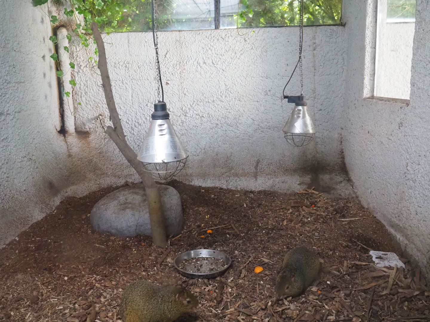 Azara's agouti indoor housing, 2019-08-04