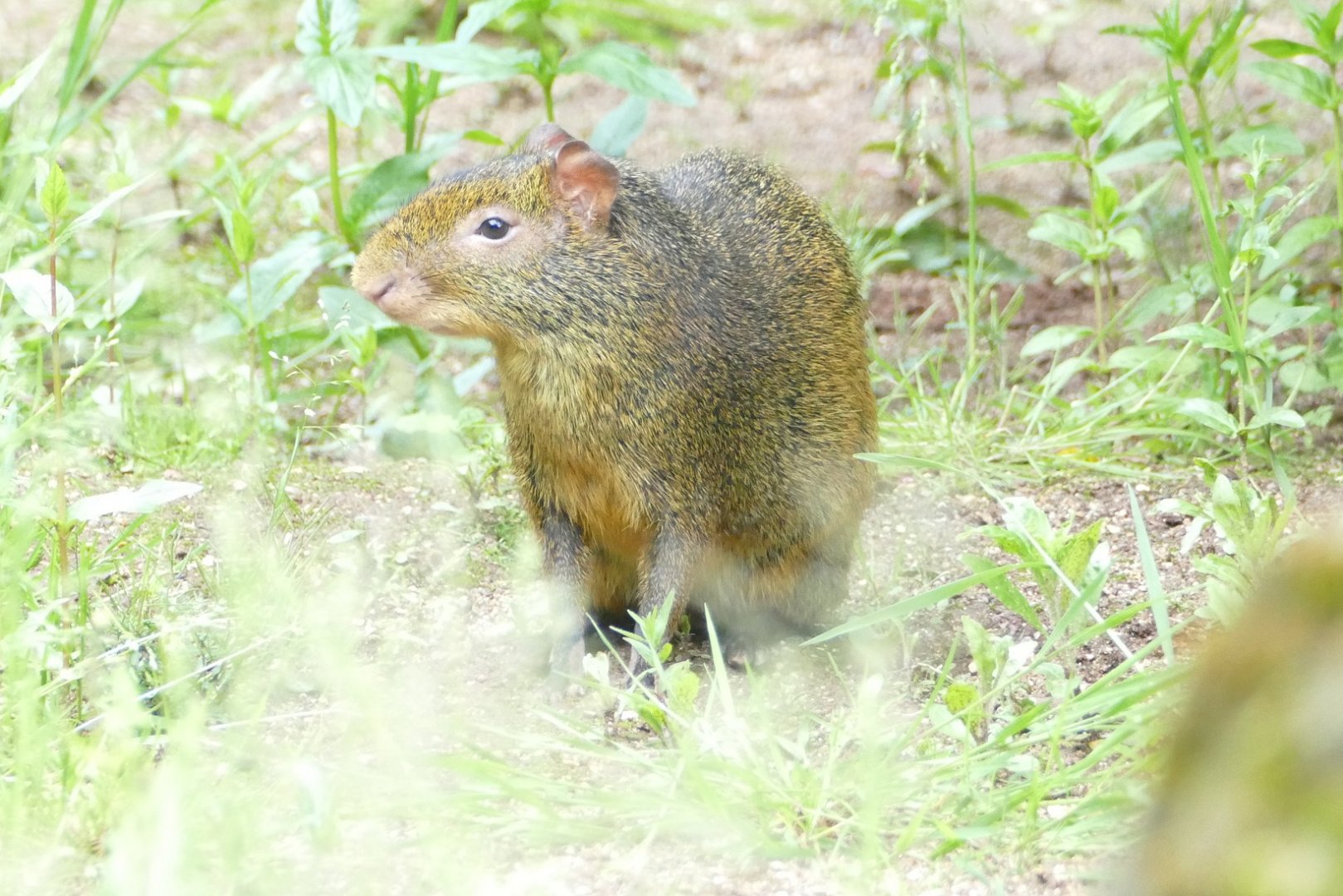 Azara's agouti, June 2019