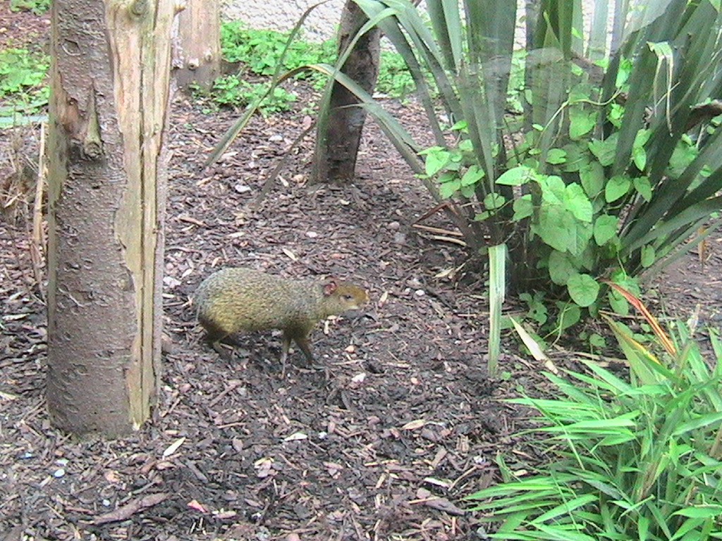 Azara's Agouti Male