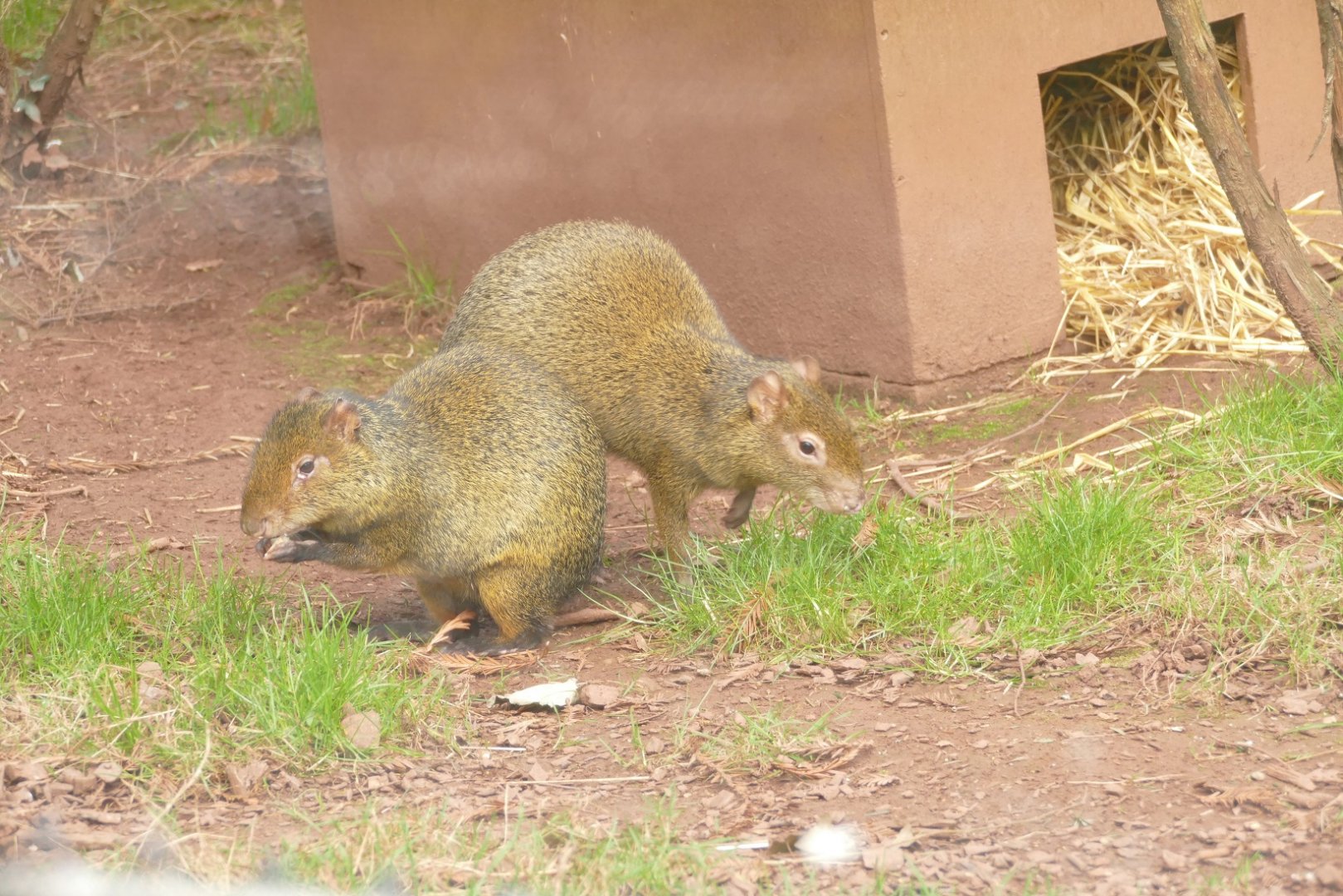 Azara's Agouti, Monkey Heights, February 2022