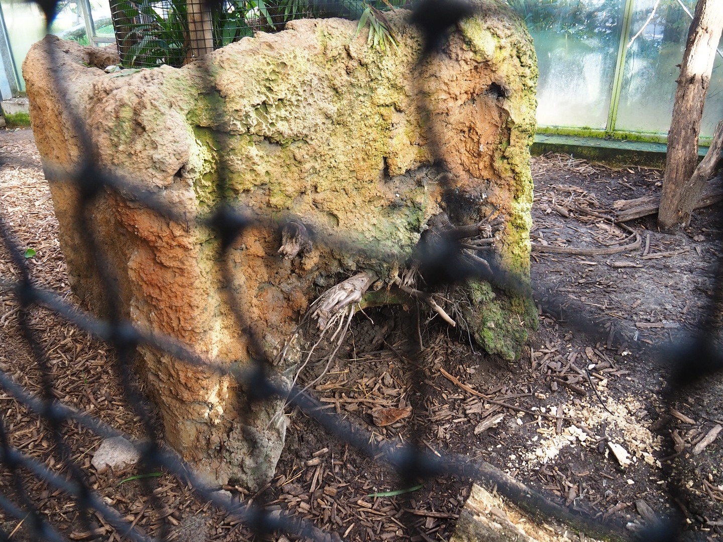 Azara's agouti shelter underneath planter and climbing structures, 2022-10-09