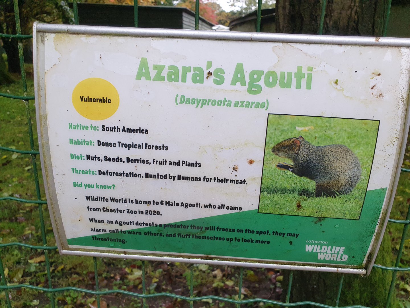 Azara's Agouti signage