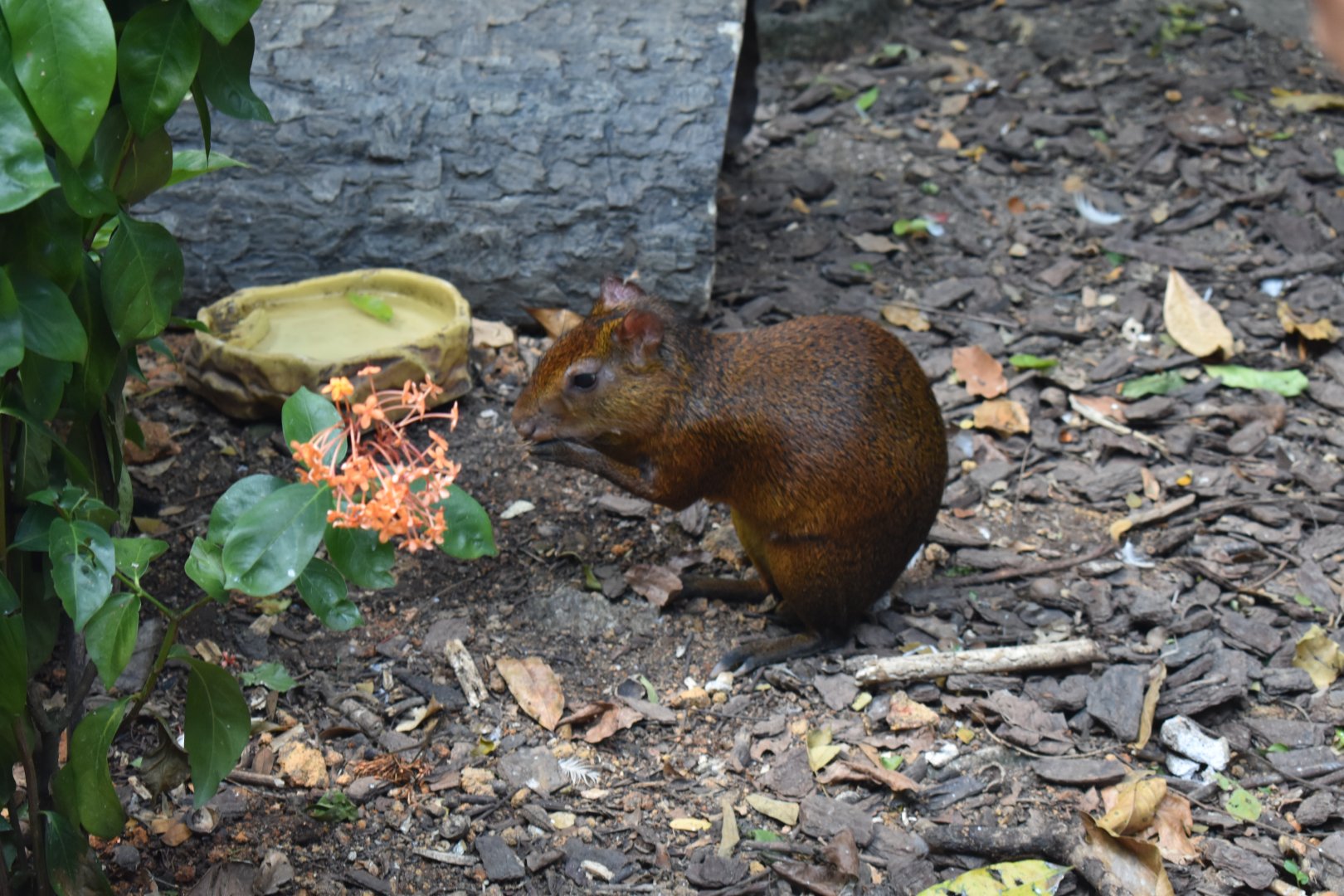 Azara's Agouti ~ Singapore River Wonders