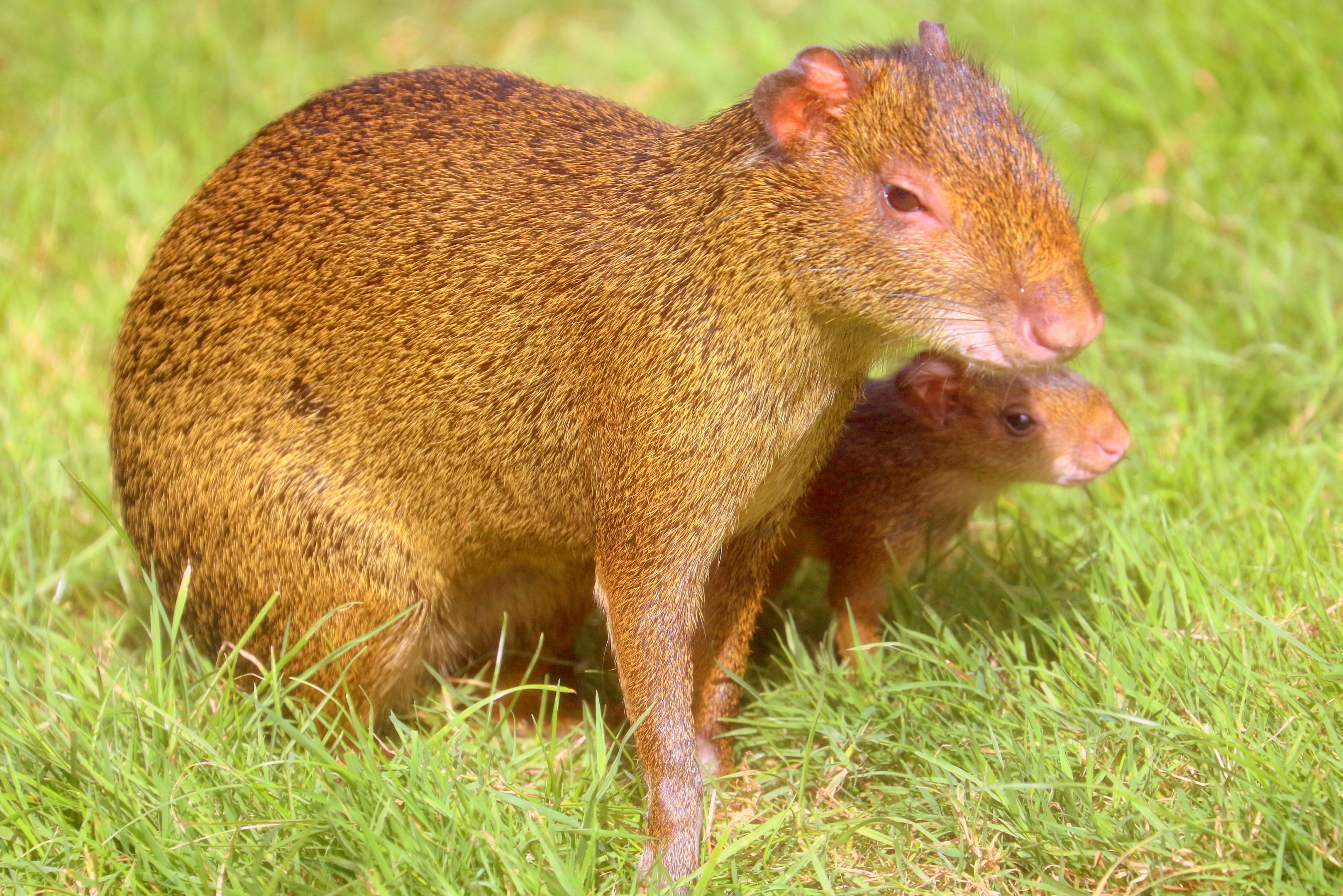 Azara's agouti with young; All Things Wild; 30th August 2019