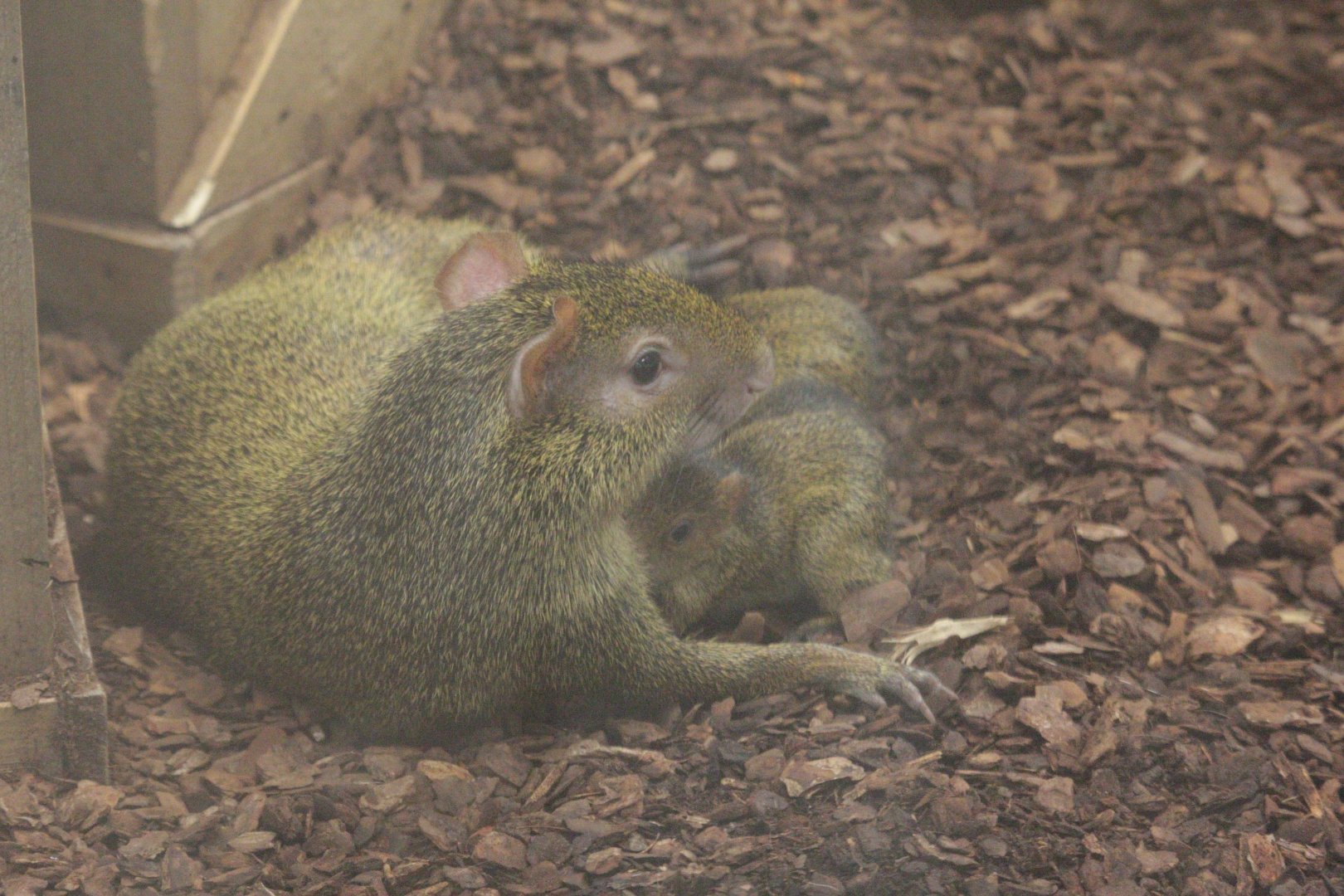 Azara's agouti with young