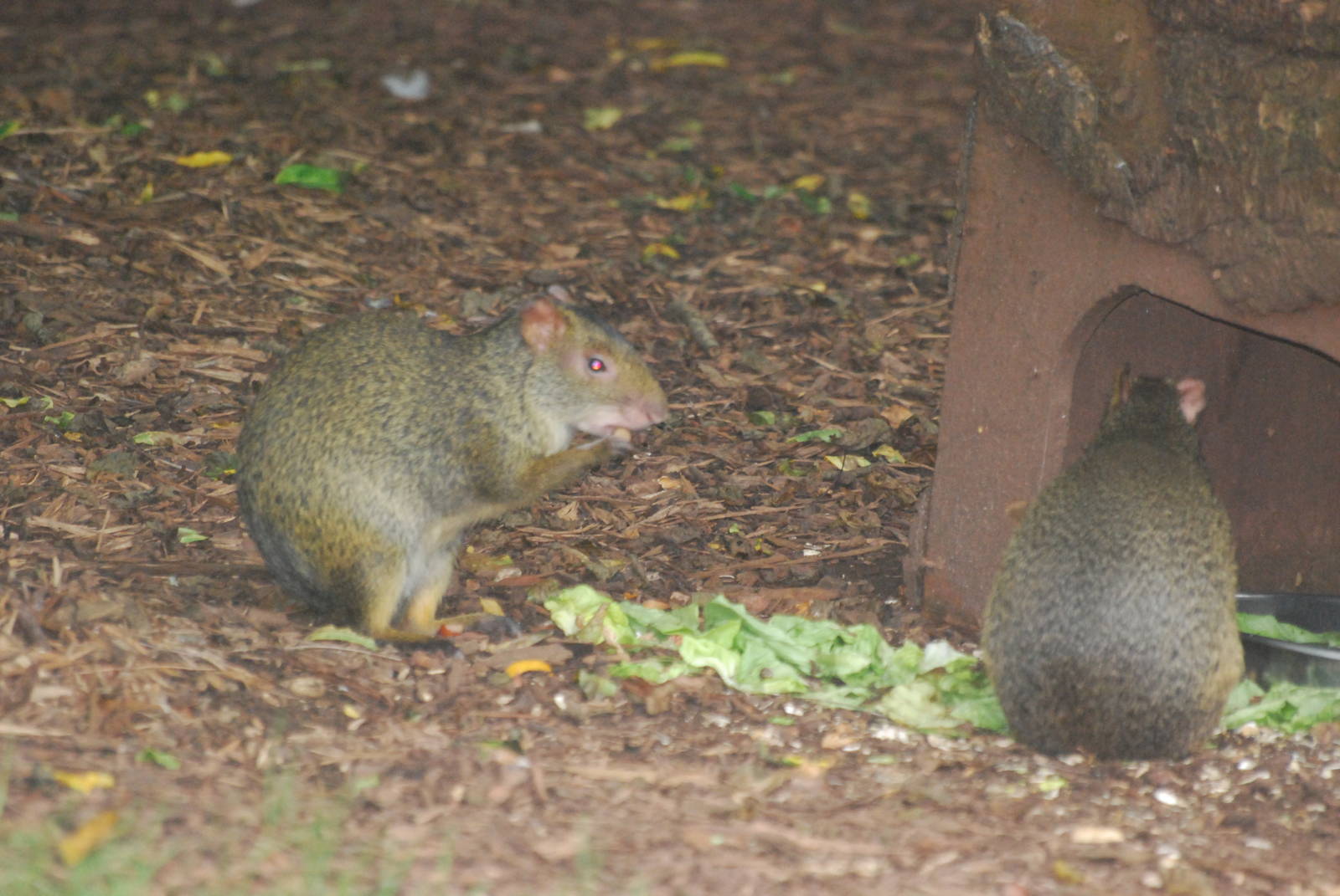 Azaras agouti