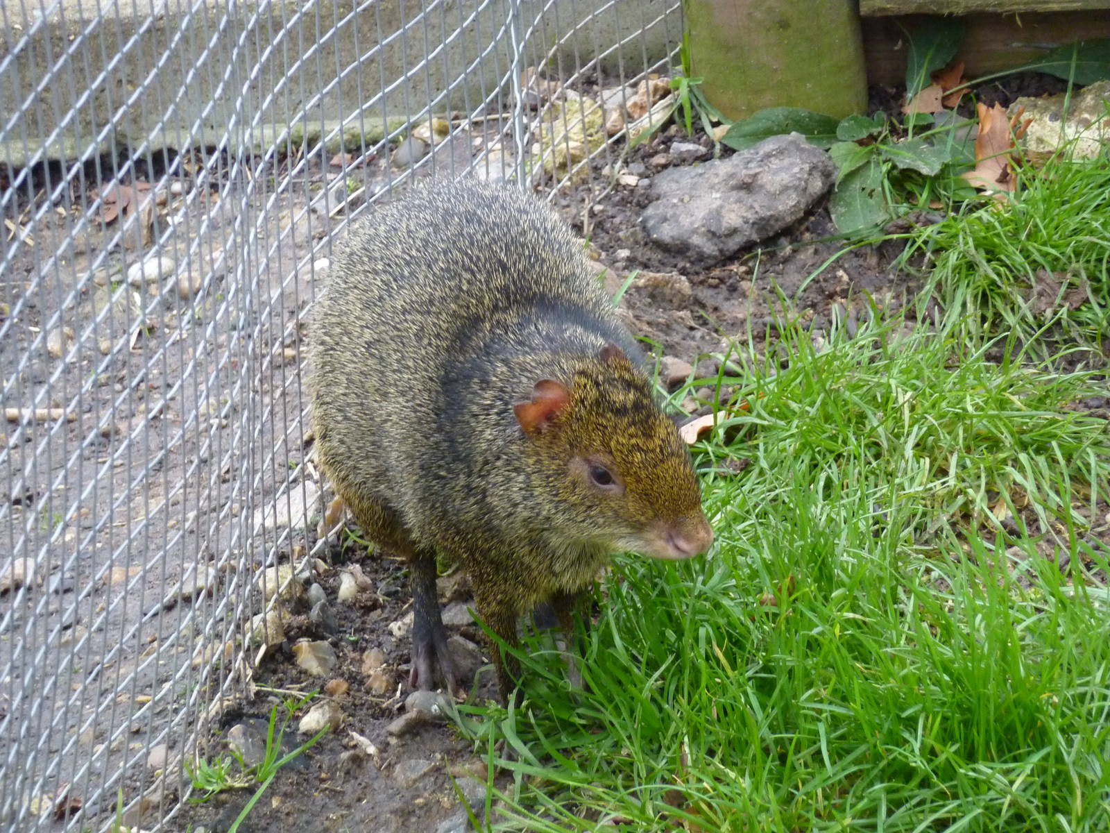 Azara's agouti