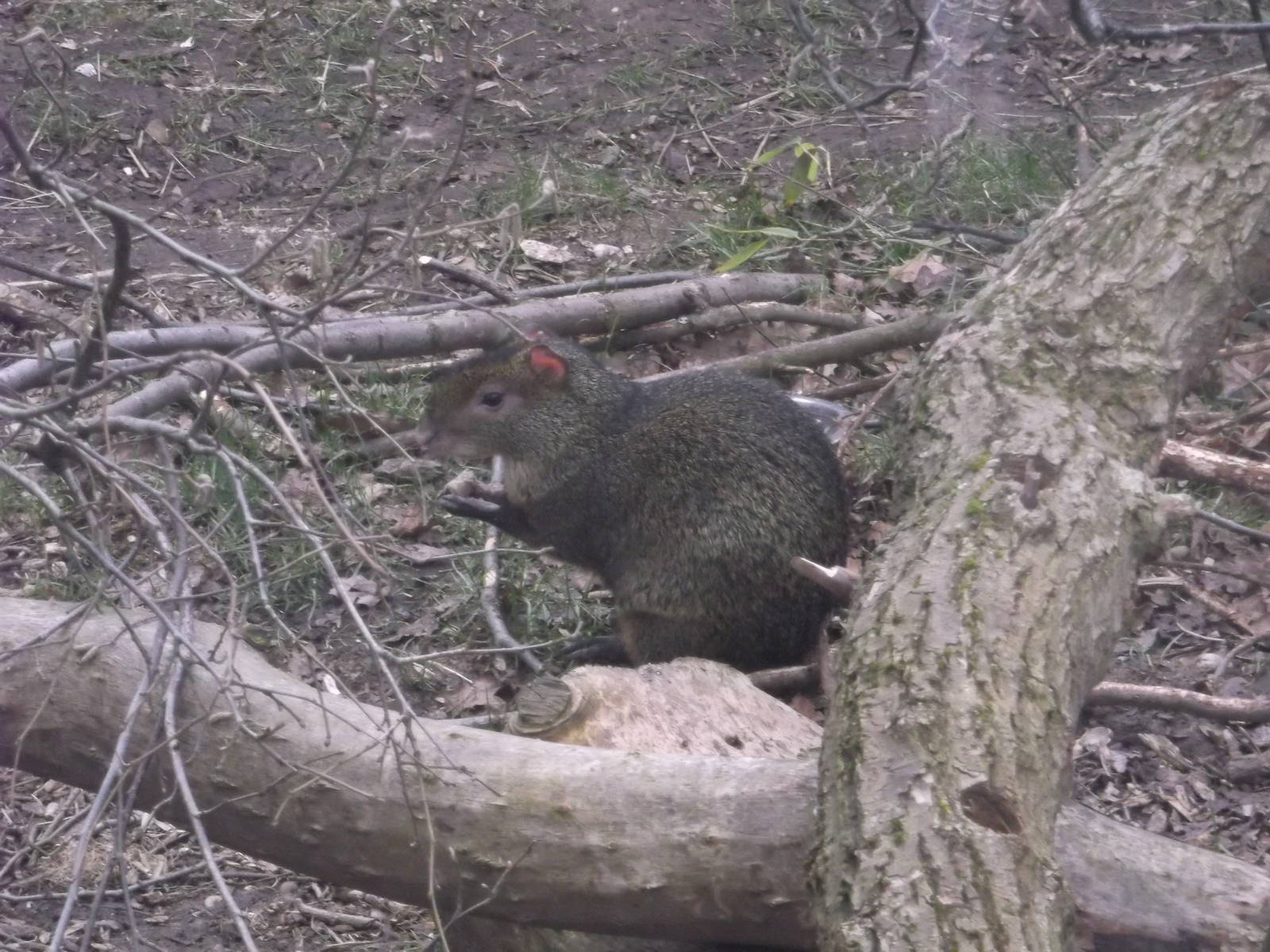 Azara's Agouti