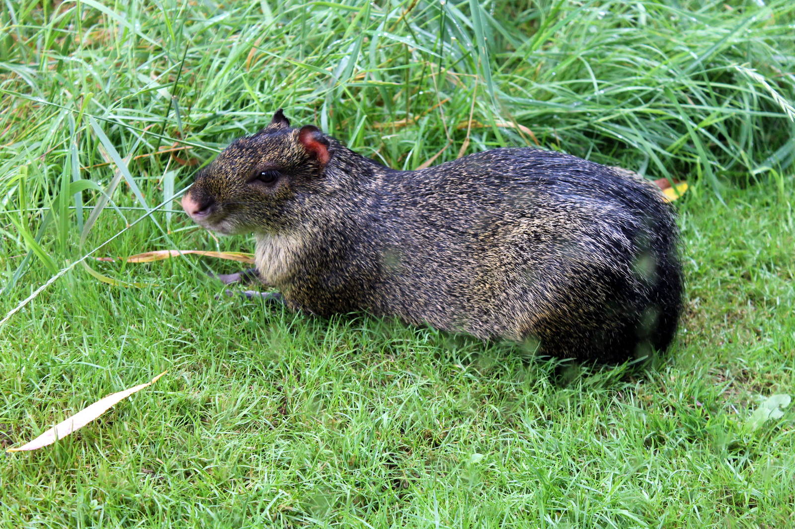 Azara's Agouti