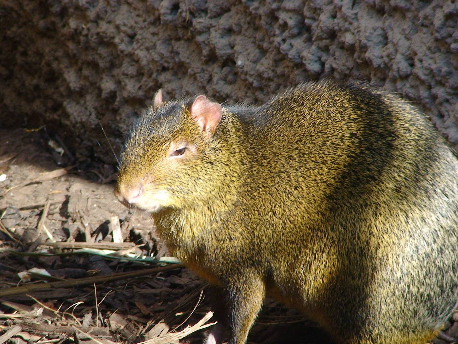 Azara's Agouti