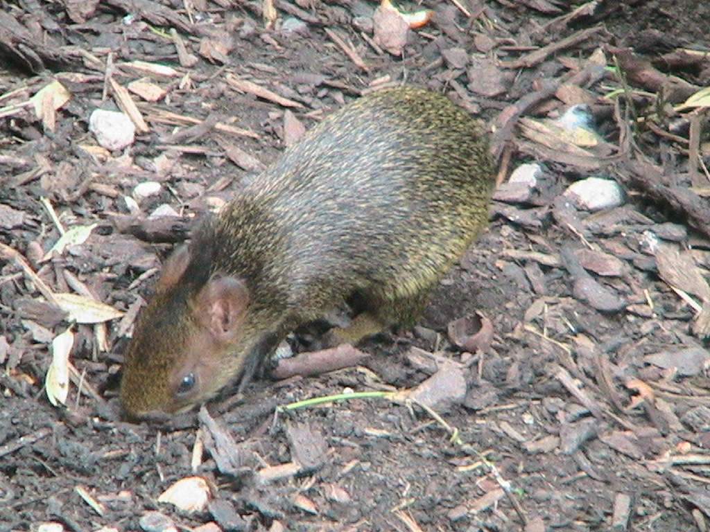 Azara's Agouti