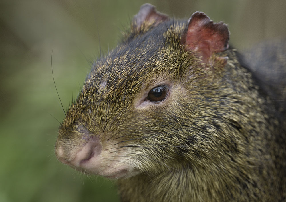 Azara's agouti