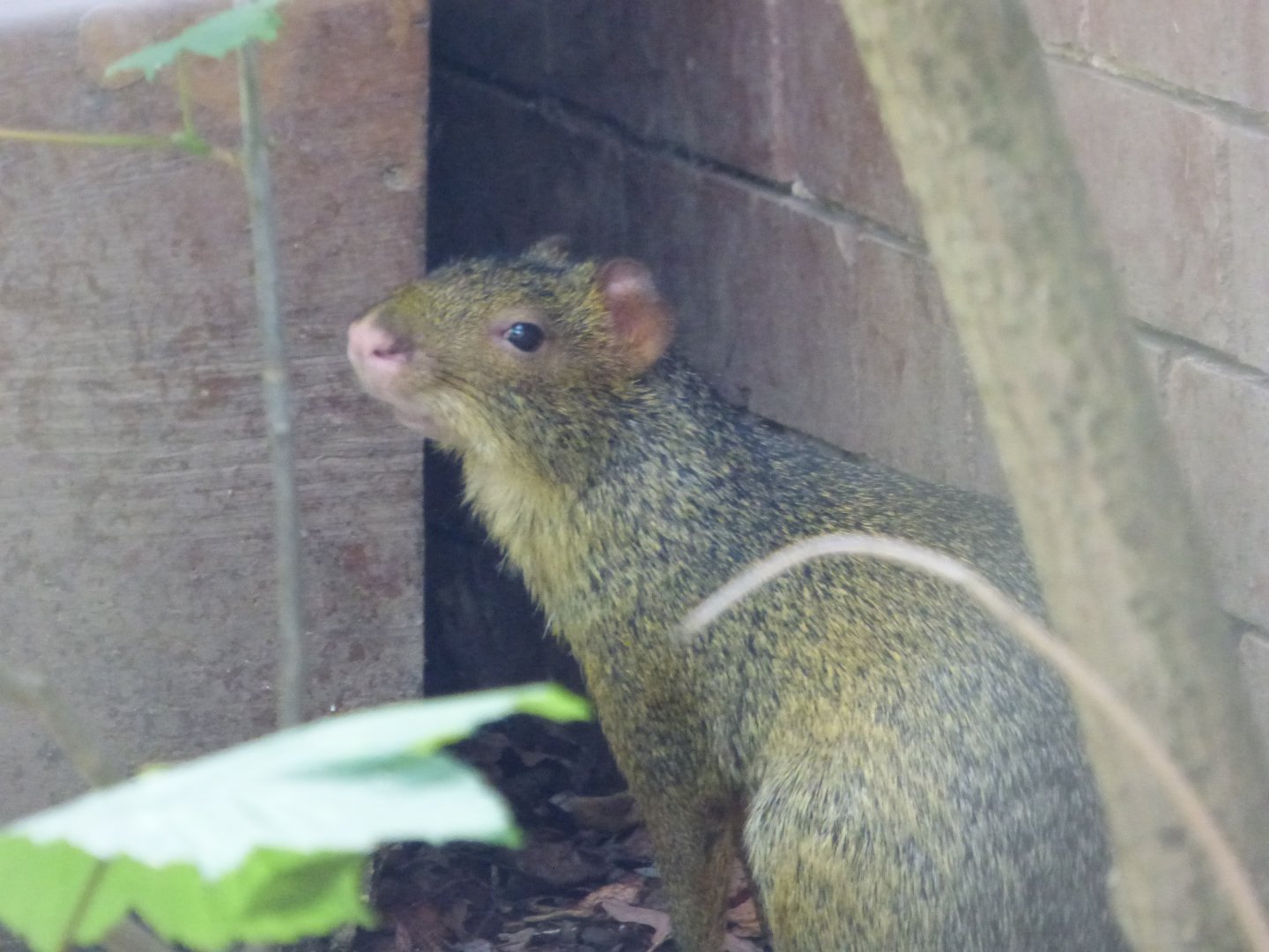 Azara's Agouti