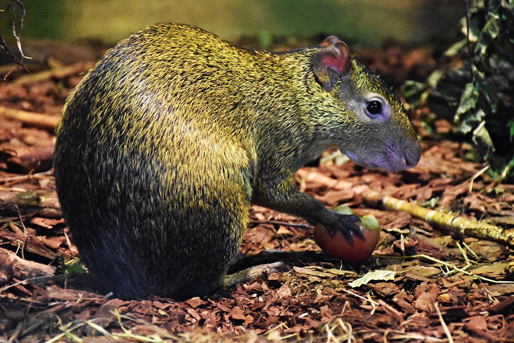 Azara's agouti