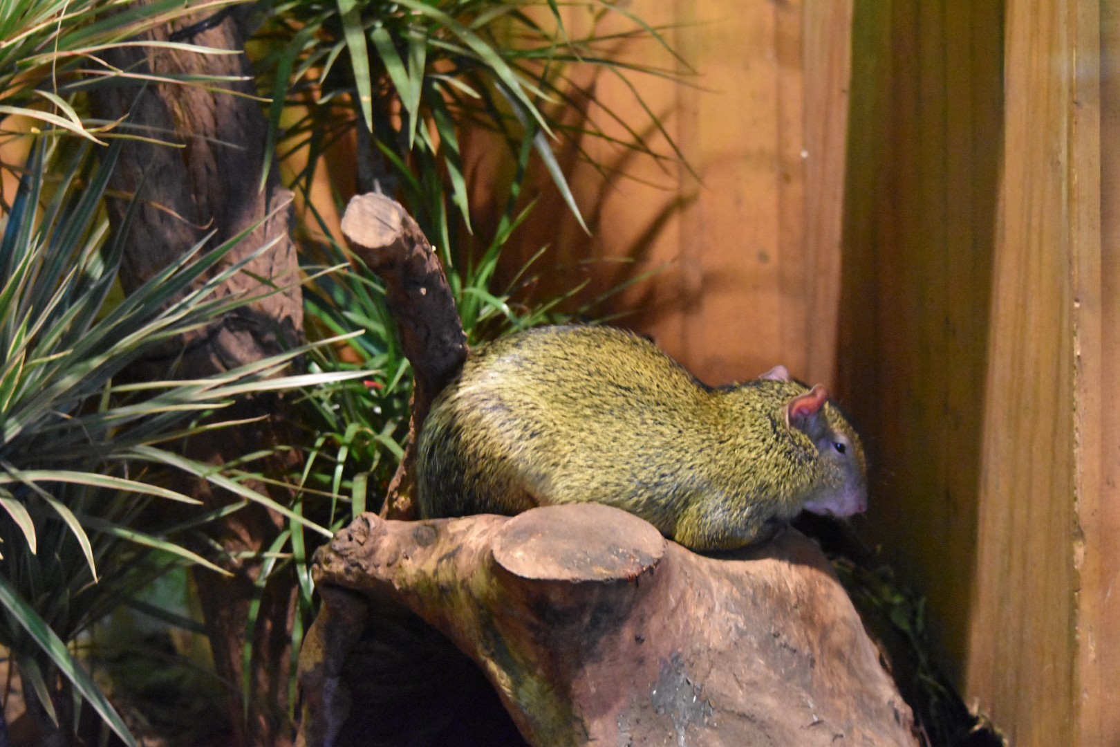 Azara's agouti