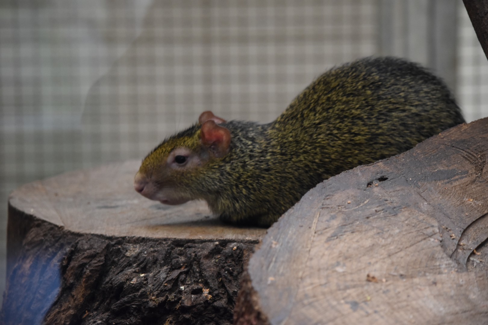 Azara's agouti