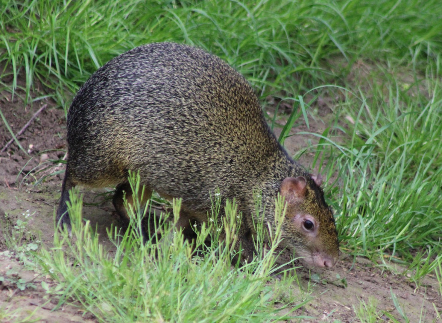 Azara's agouti