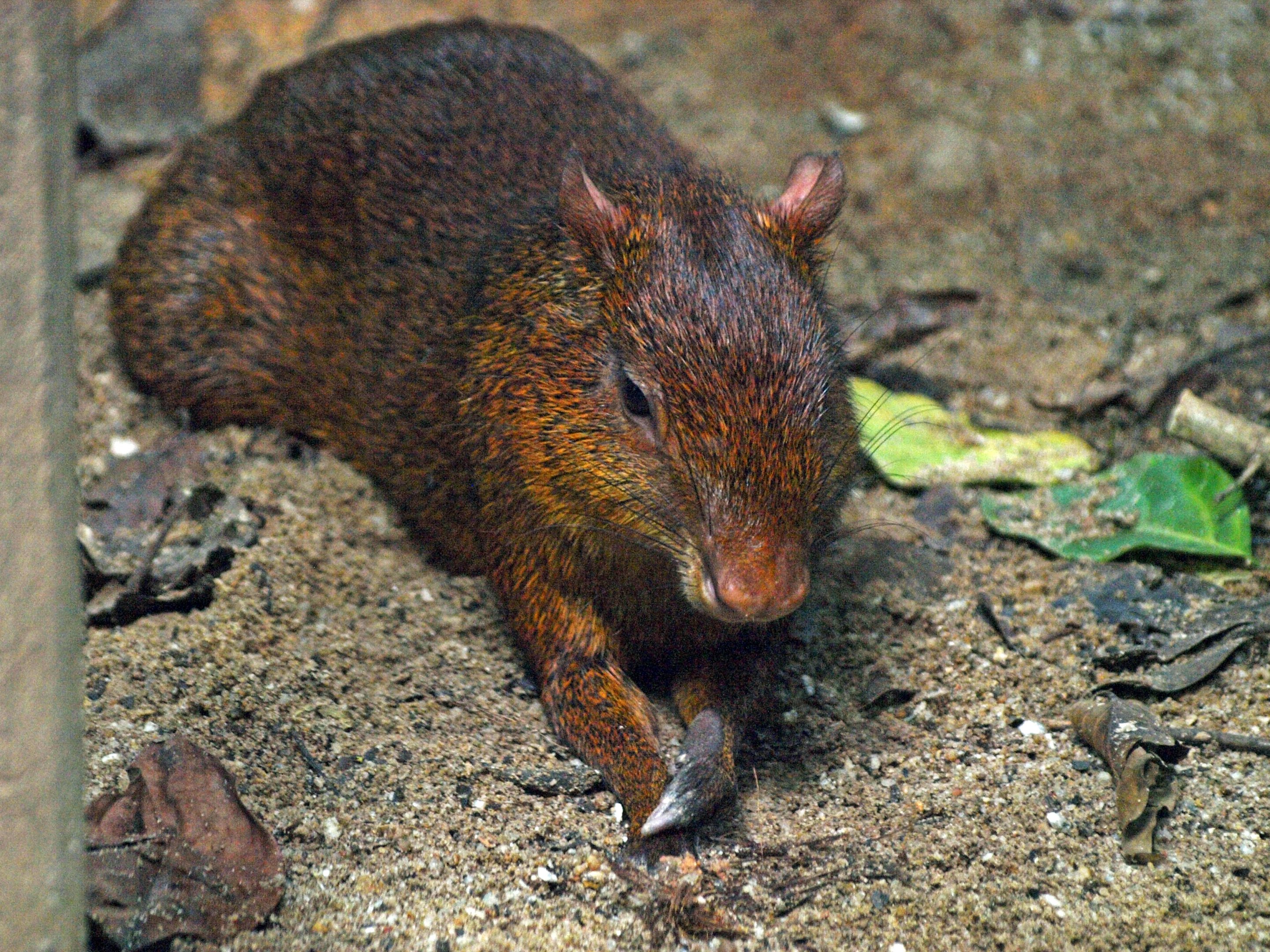 Azara's agouti