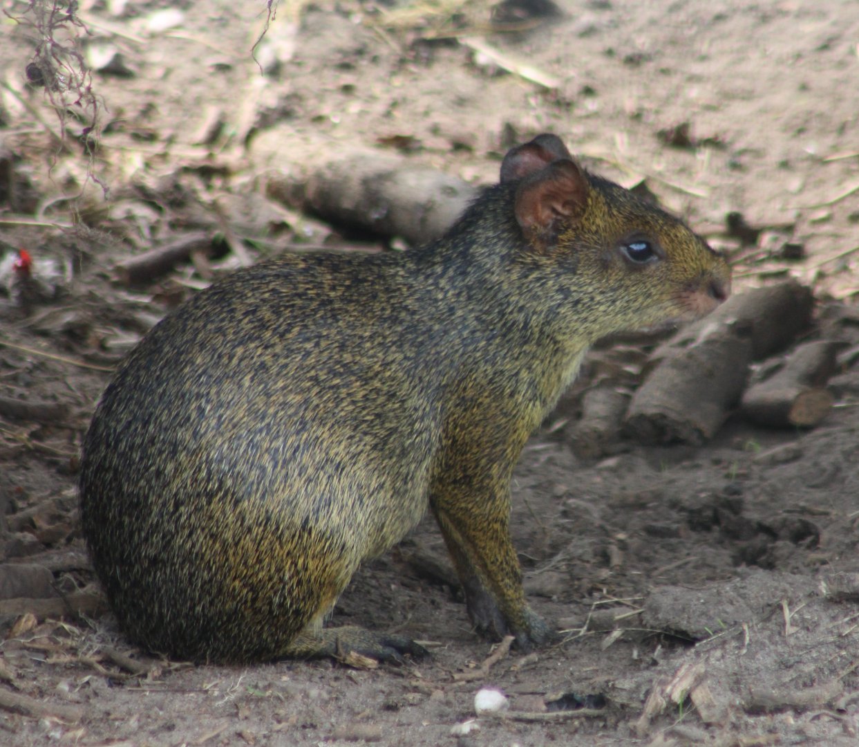 Azara's agouti