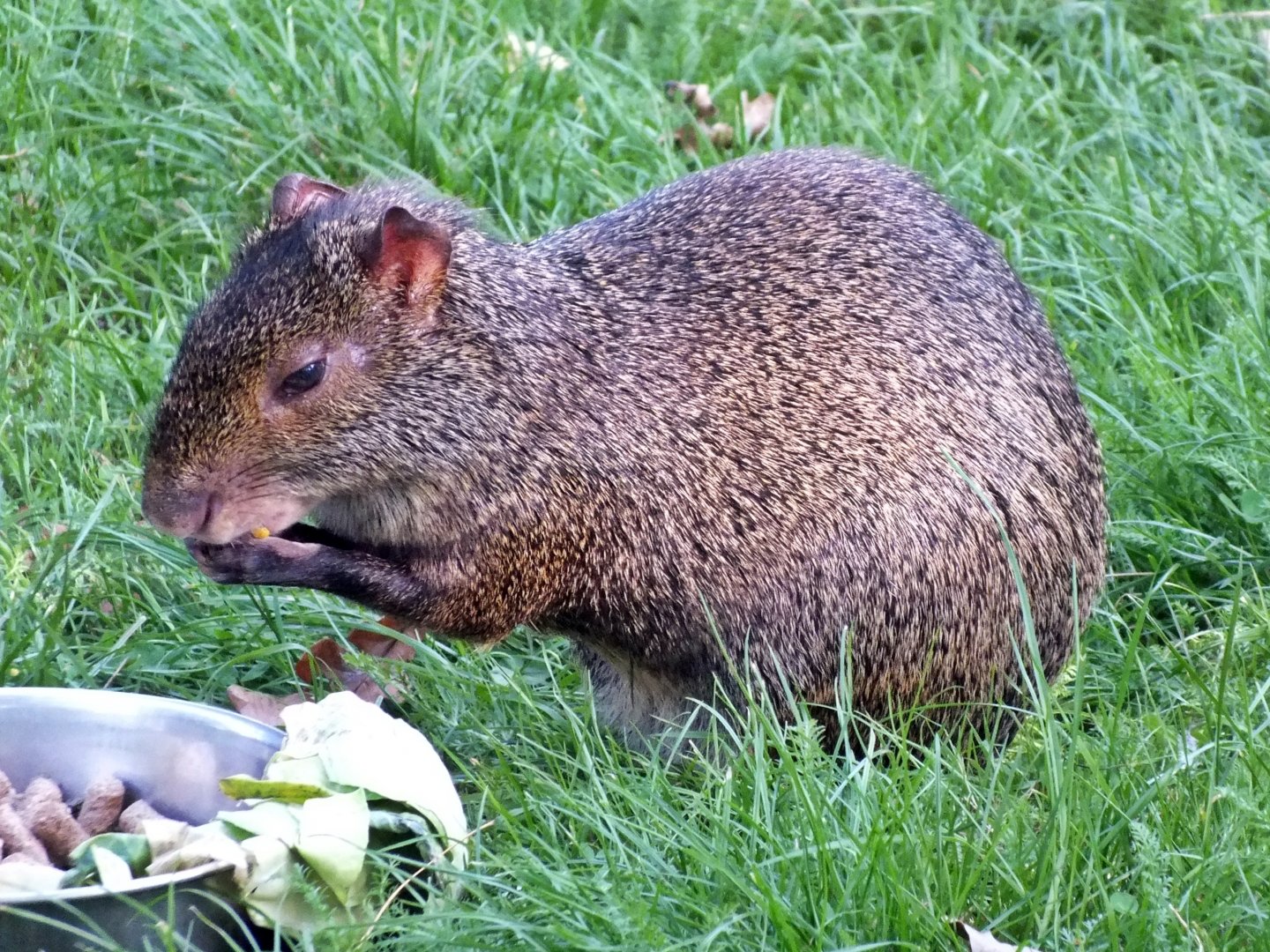 Azara's agouti