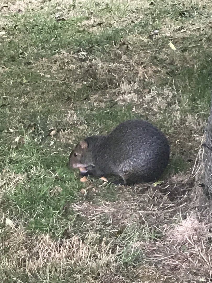 Azara’s agouti