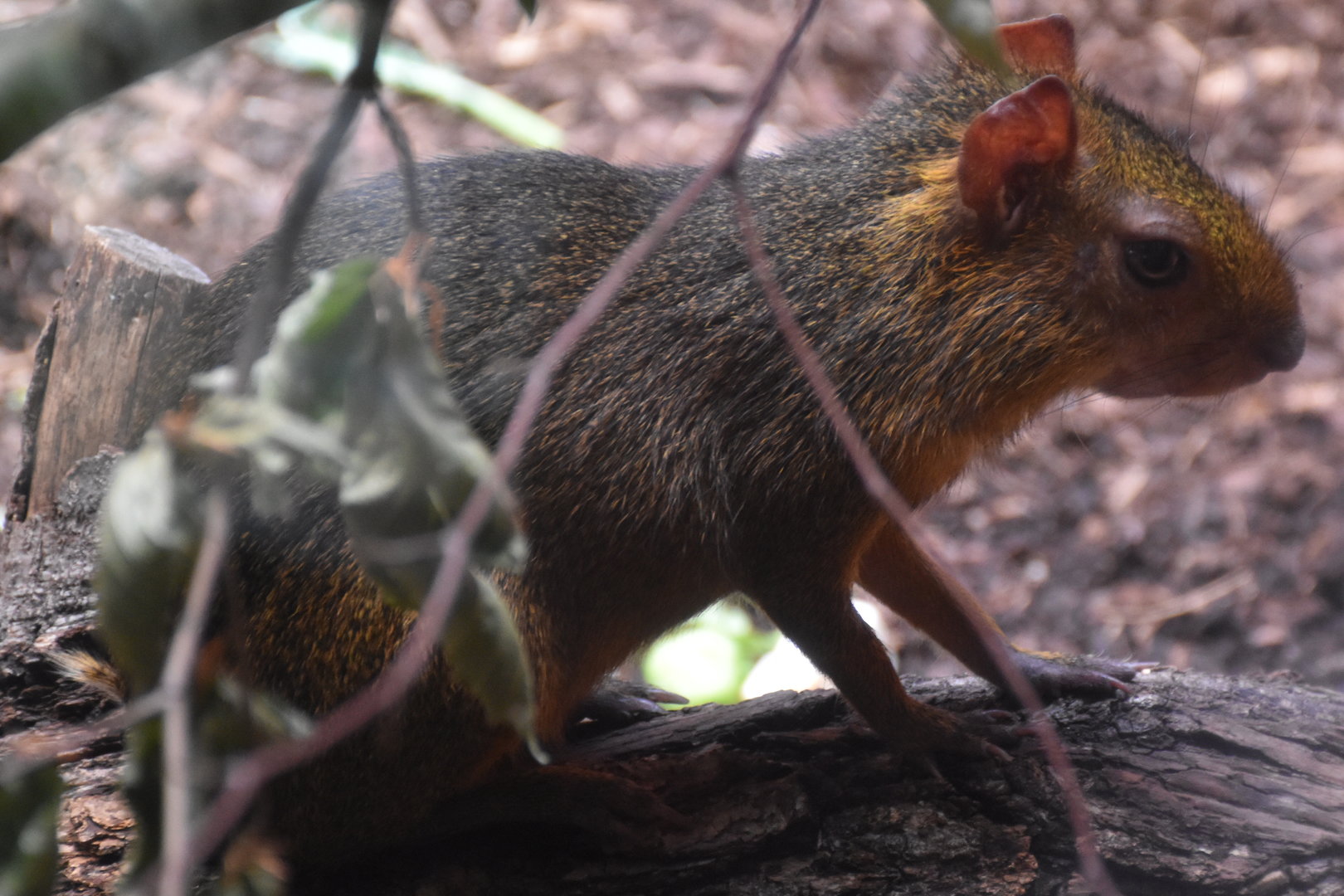 Azara's agouti