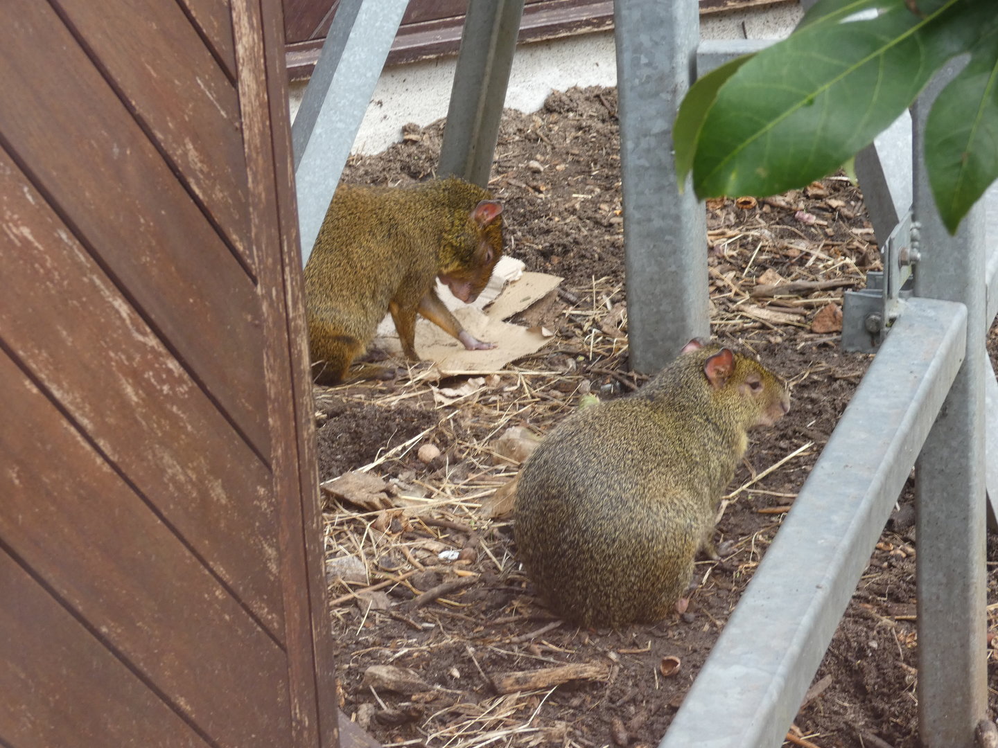 Azara's agouti
