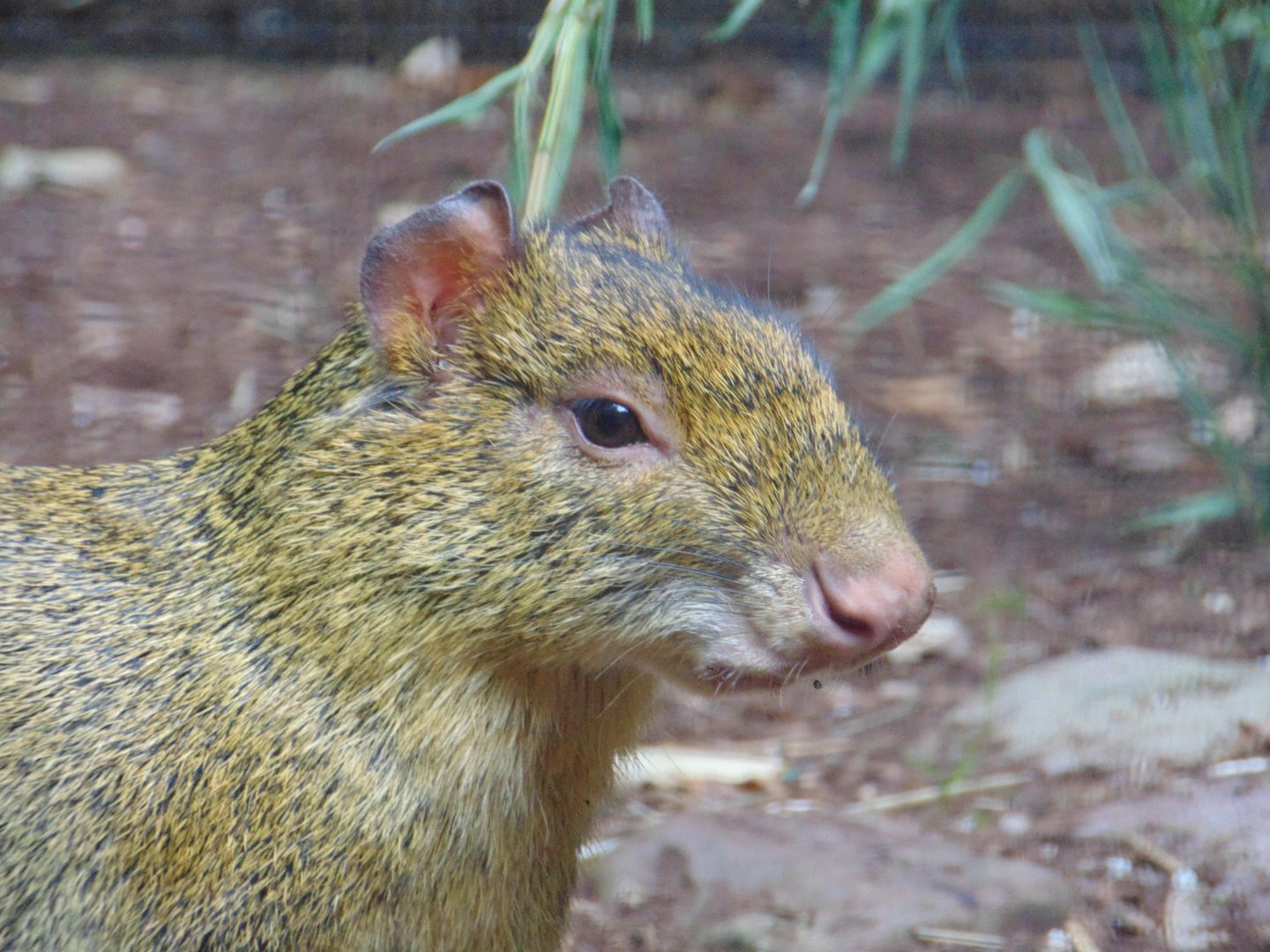 Azara's Agouti