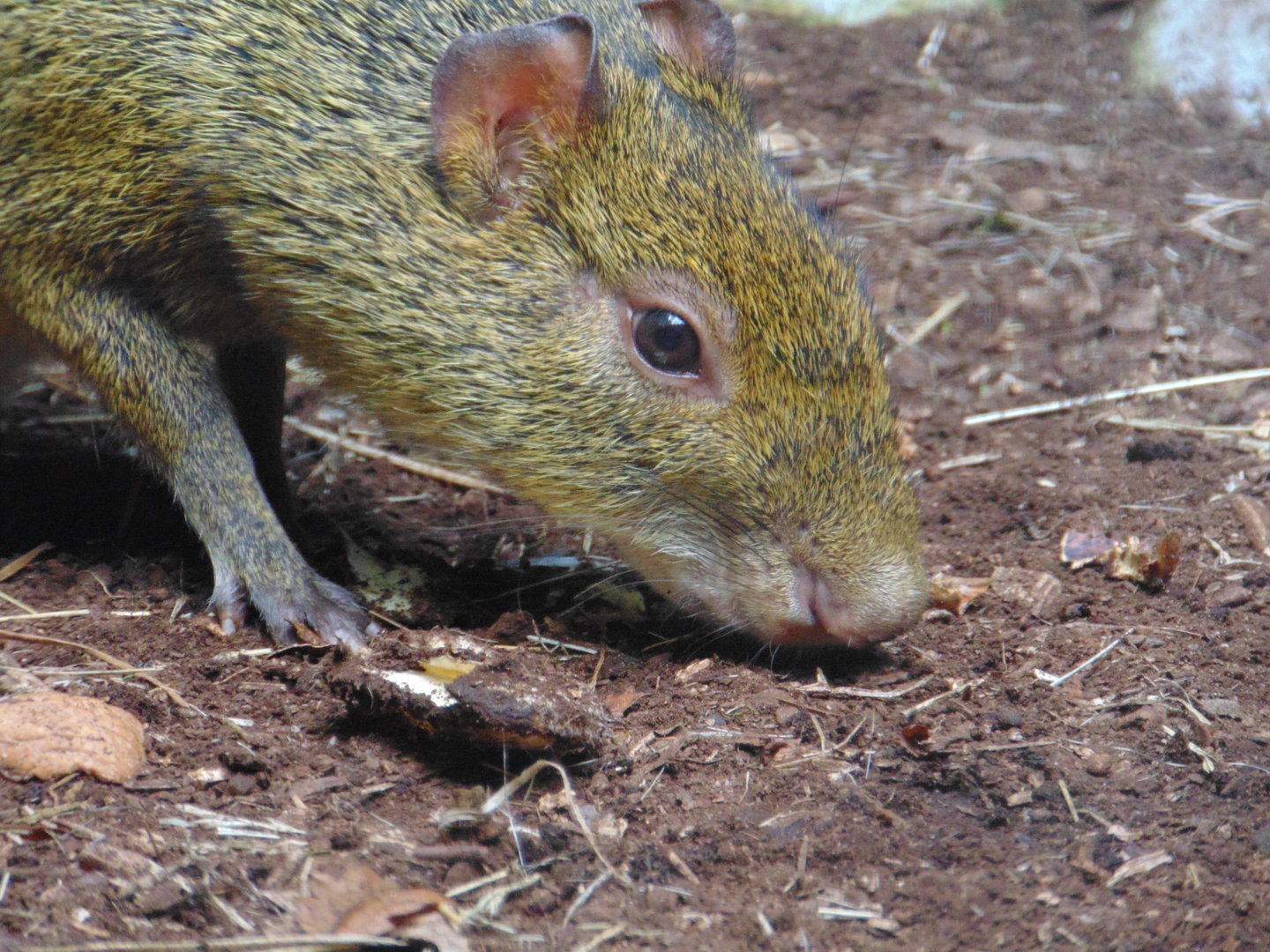 Azara's Agouti