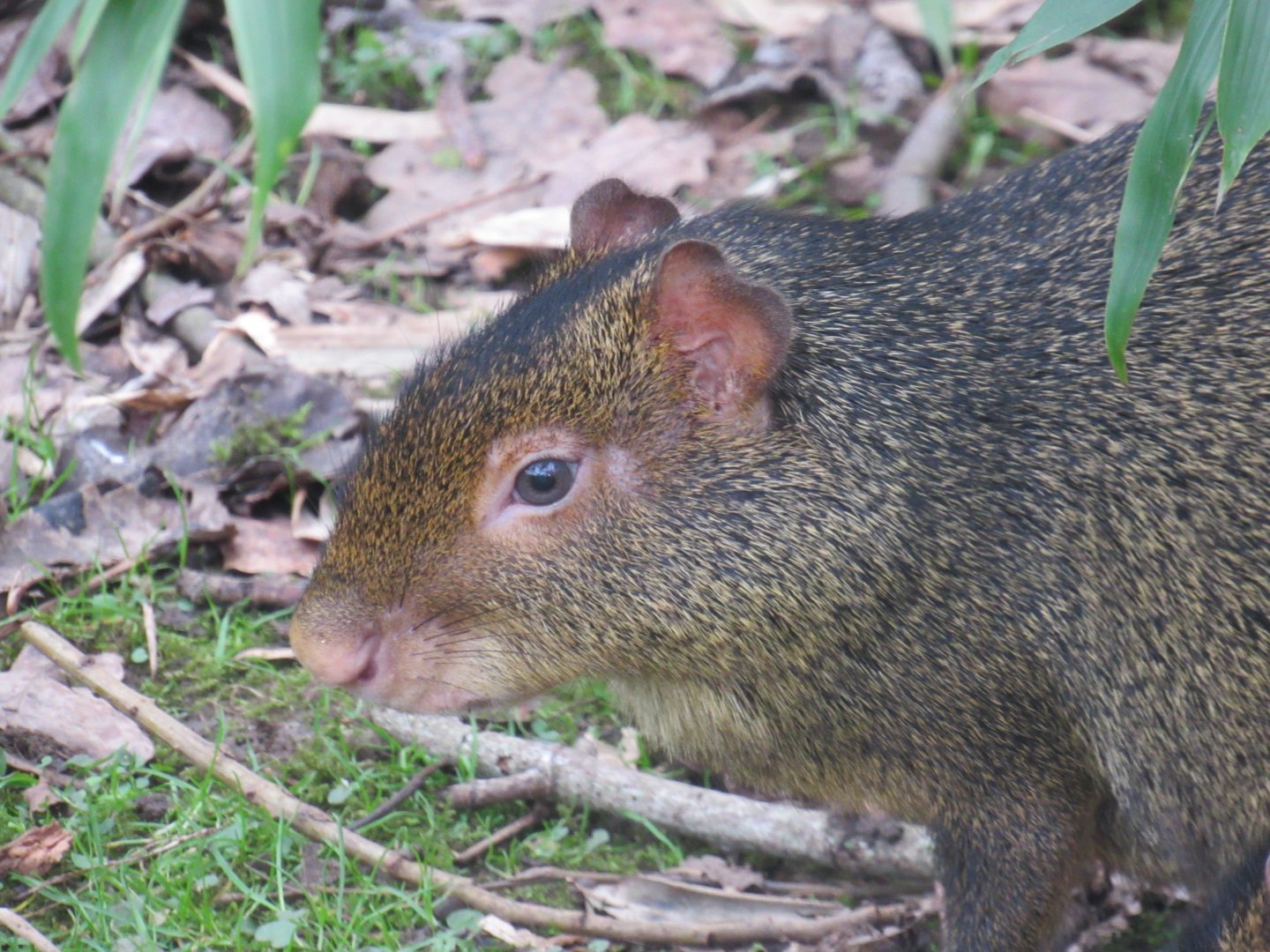 Azara’s agouti