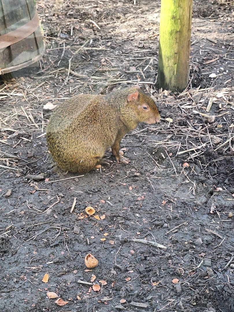 Azara's Agouti