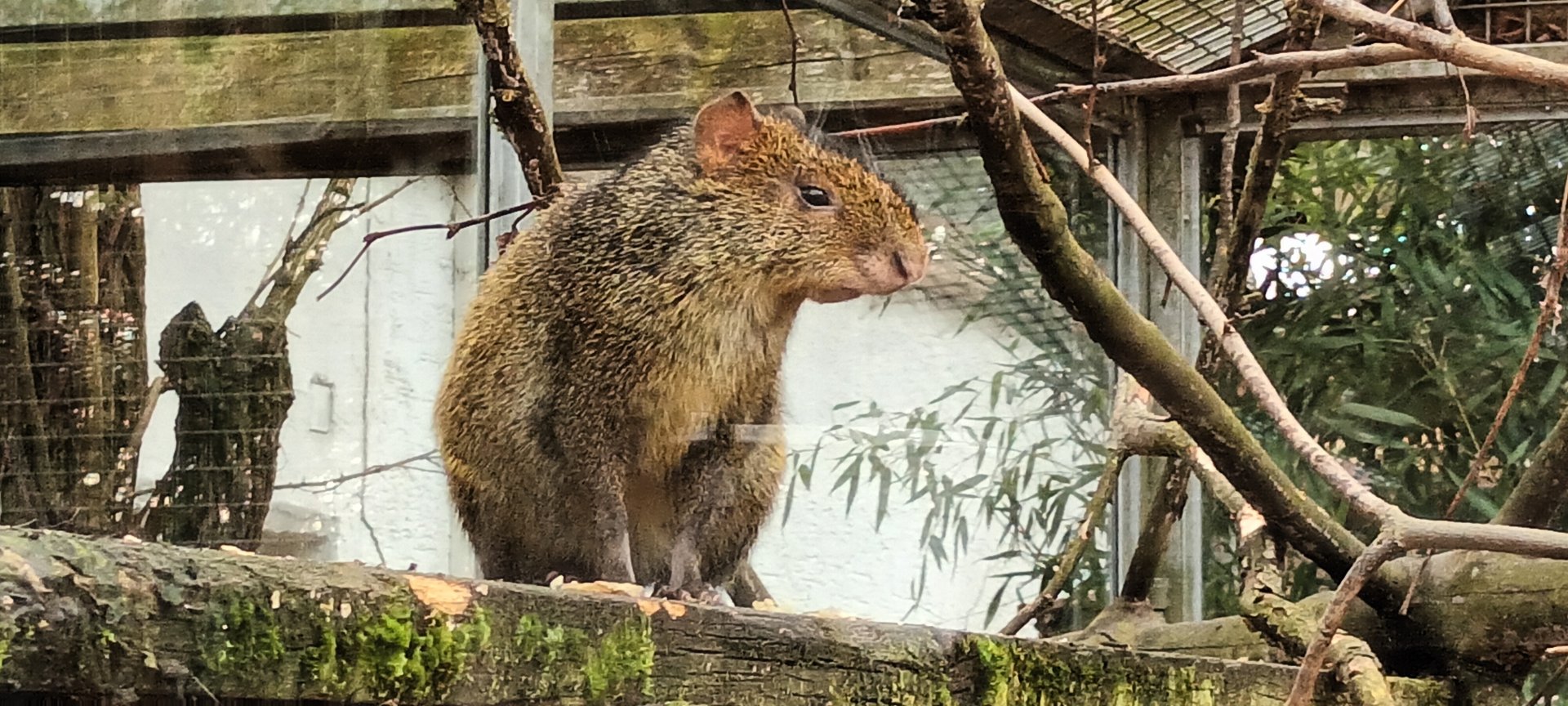 Azaras Agouti
