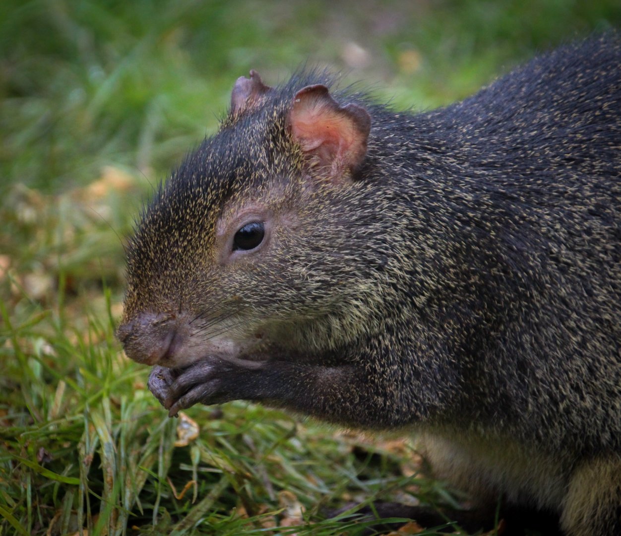 Azara's Agouti